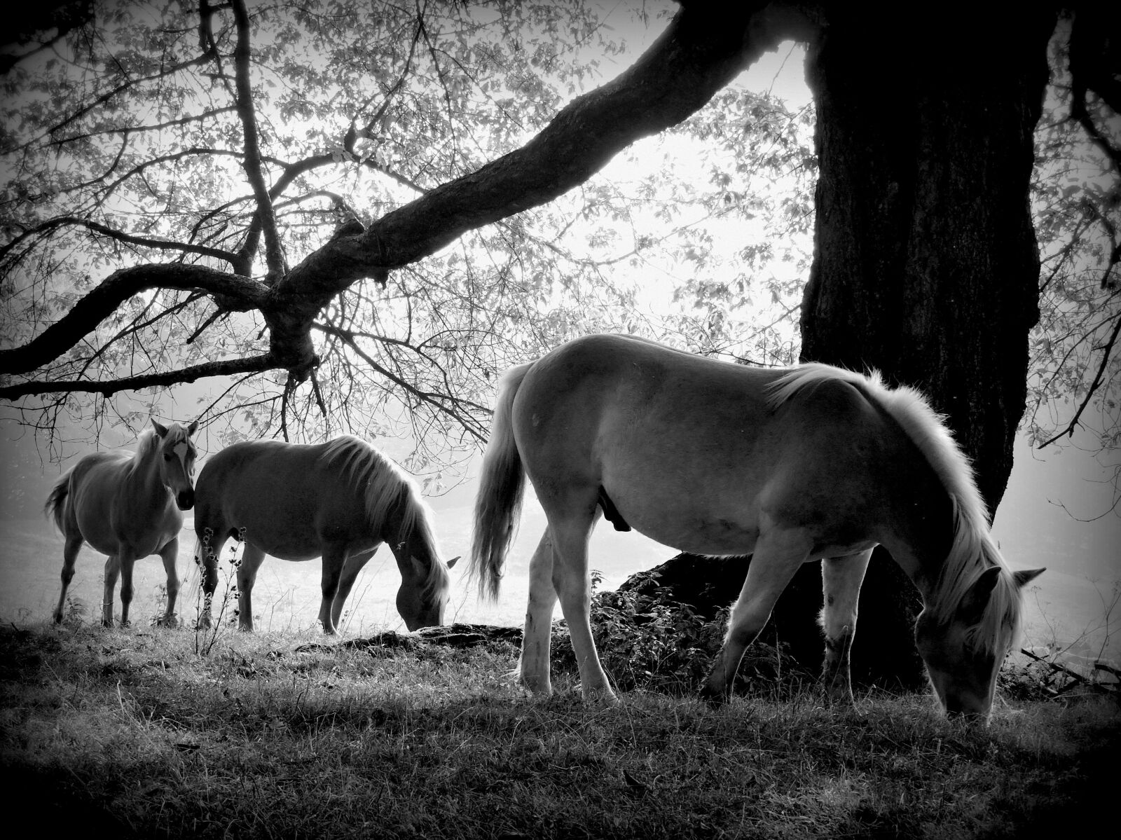 Nikon Coolpix P600 sample photo. Trunk, horse, equine photography