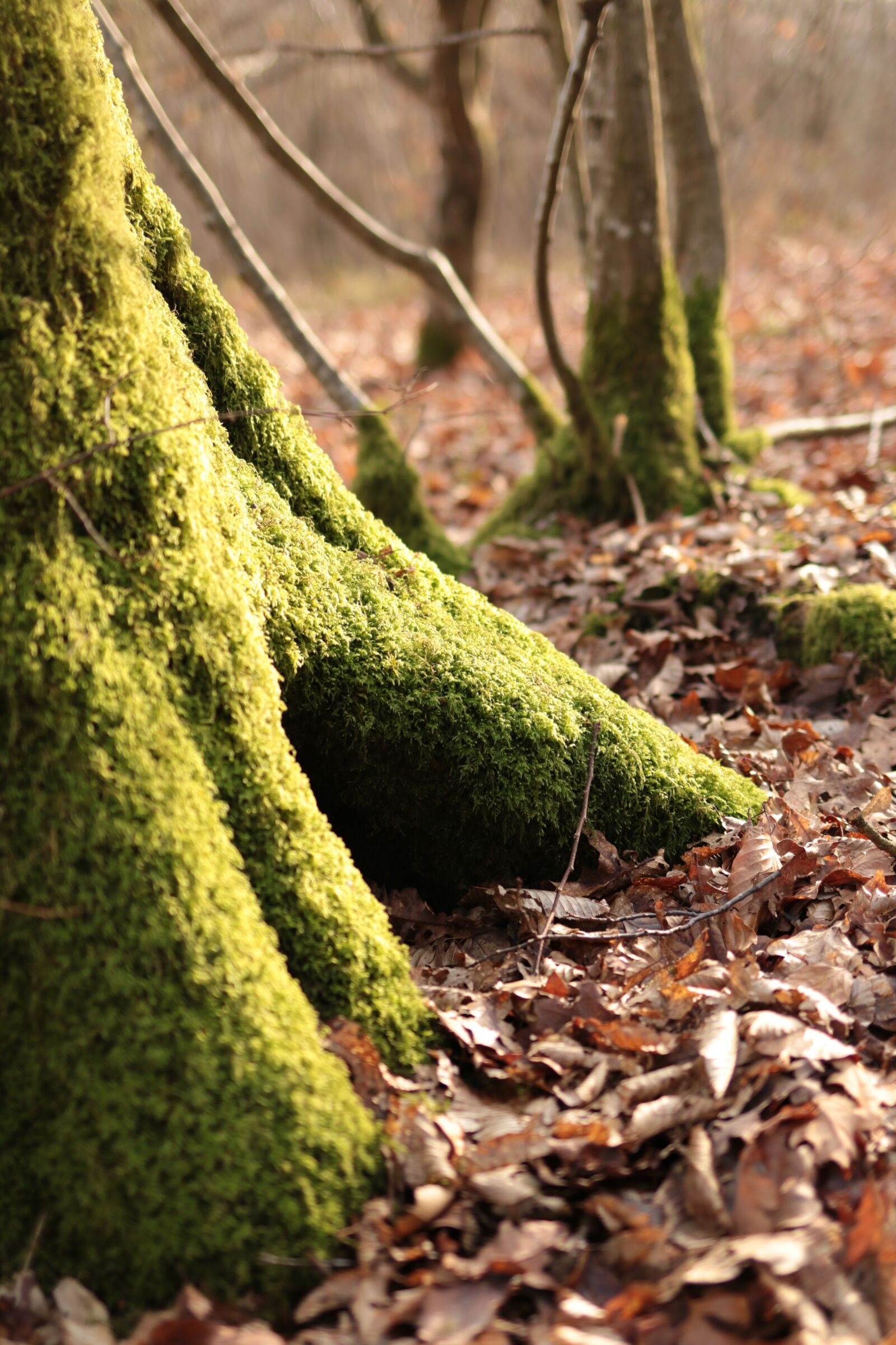 Canon EOS 70D + Canon EF 35mm F2 IS USM sample photo. Foam, tree, trunk photography