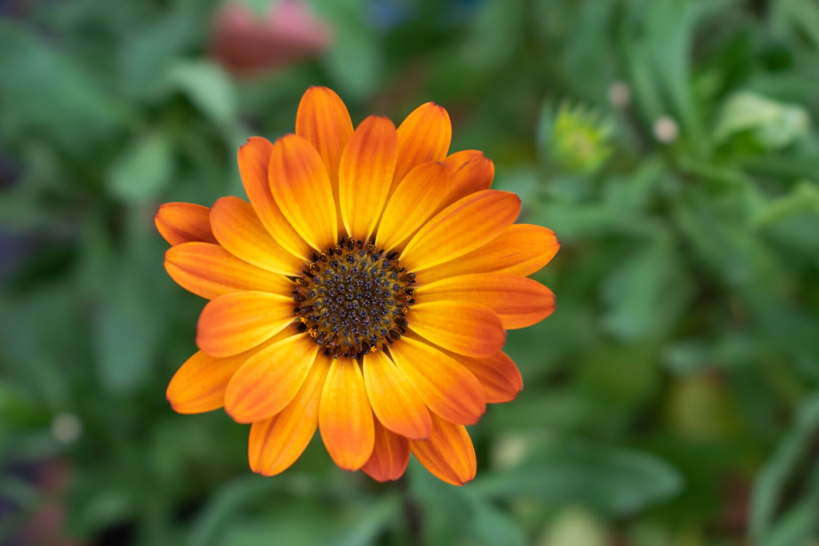 Nikon D5300 sample photo. Calendula, orange blossom, garden photography