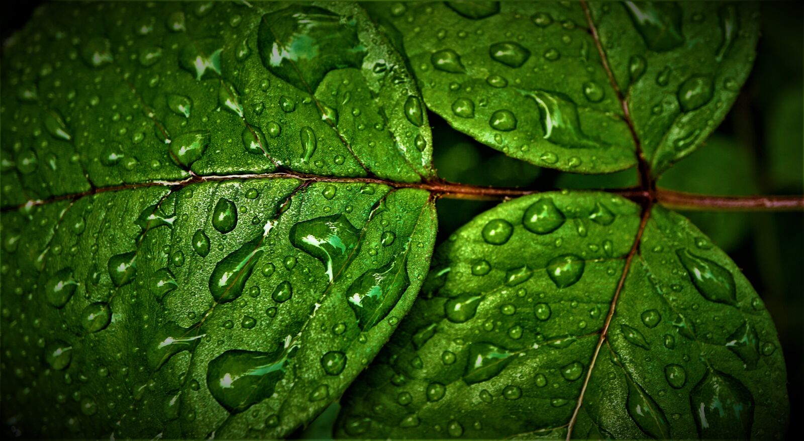 Sony a6000 + Sony E 30mm F3.5 Macro sample photo. Leaves, chlorophyll, green photography