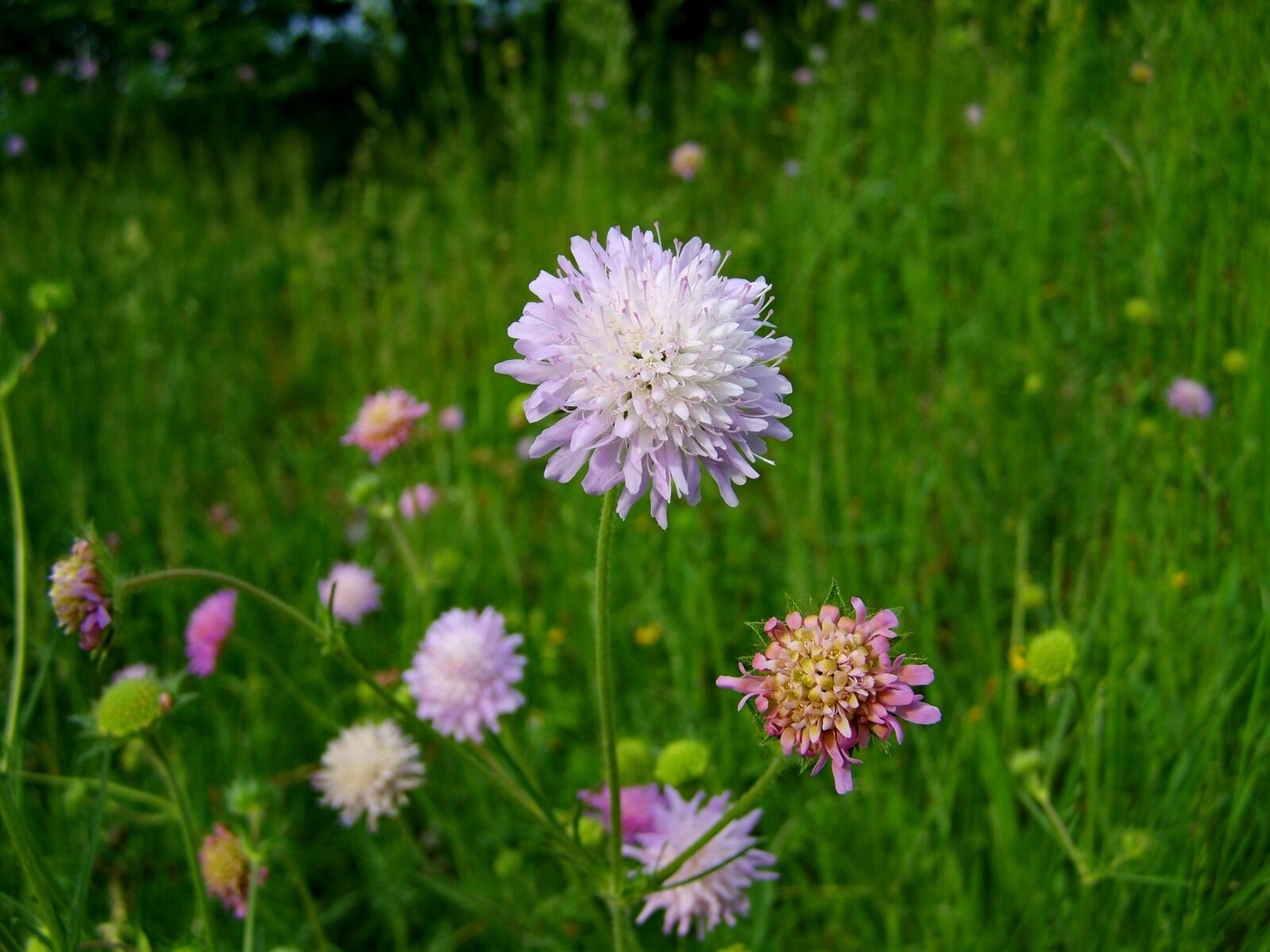 Kodak EASYSHARE ZD710 ZOOM DIGITAL CAMERA sample photo. Meadow flower, wildflower, nature photography