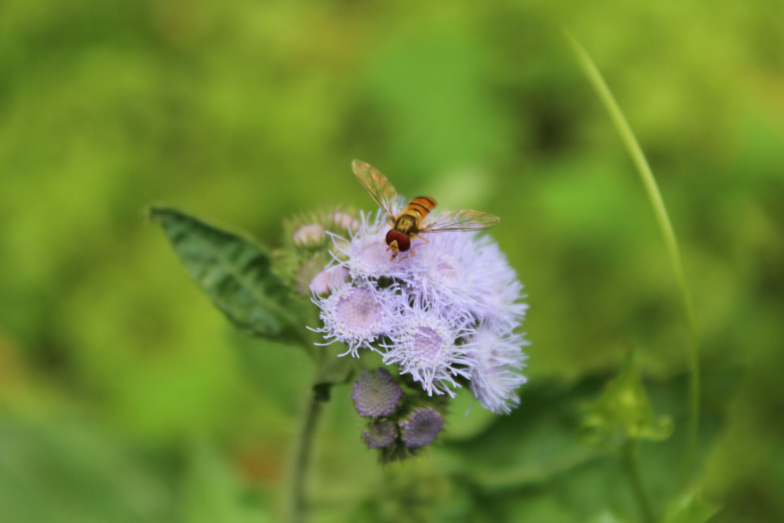 Canon EOS 1200D (EOS Rebel T5 / EOS Kiss X70 / EOS Hi) sample photo. Bee, flower, insect photography