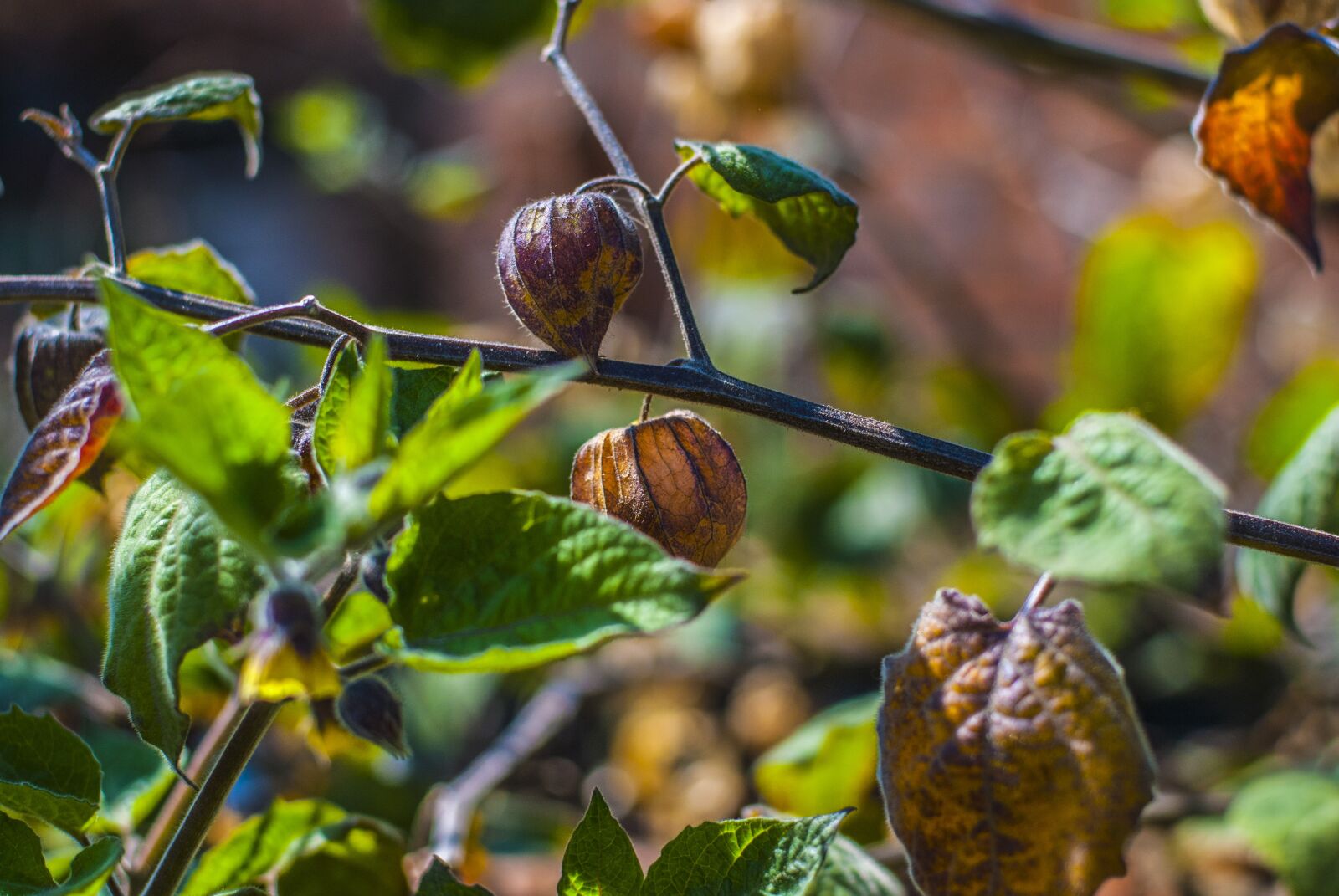 Nikon D60 sample photo. Uvilla dry, fruit, landscape photography