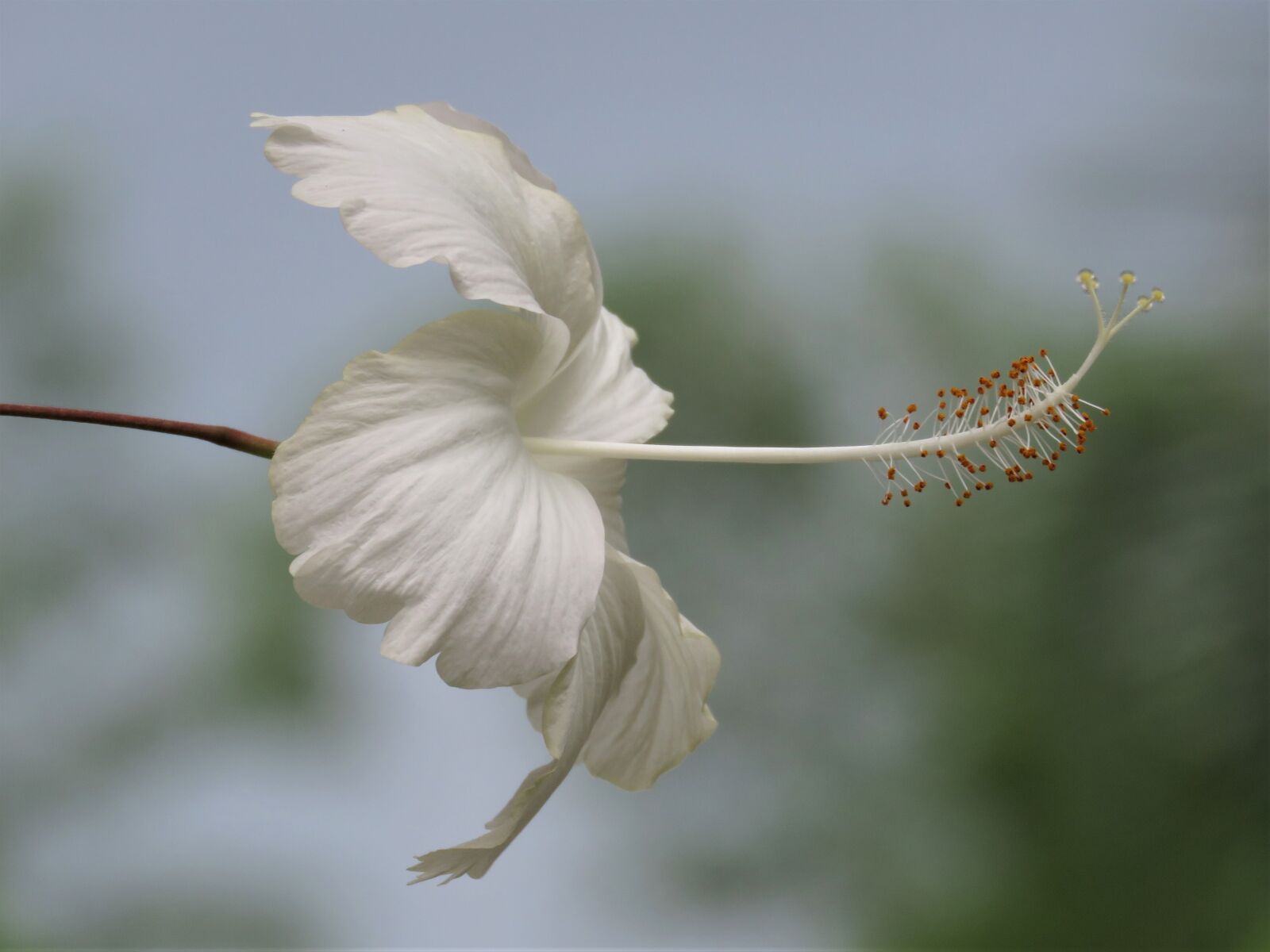 Canon PowerShot SX60 HS sample photo. White flower, tropical flower photography
