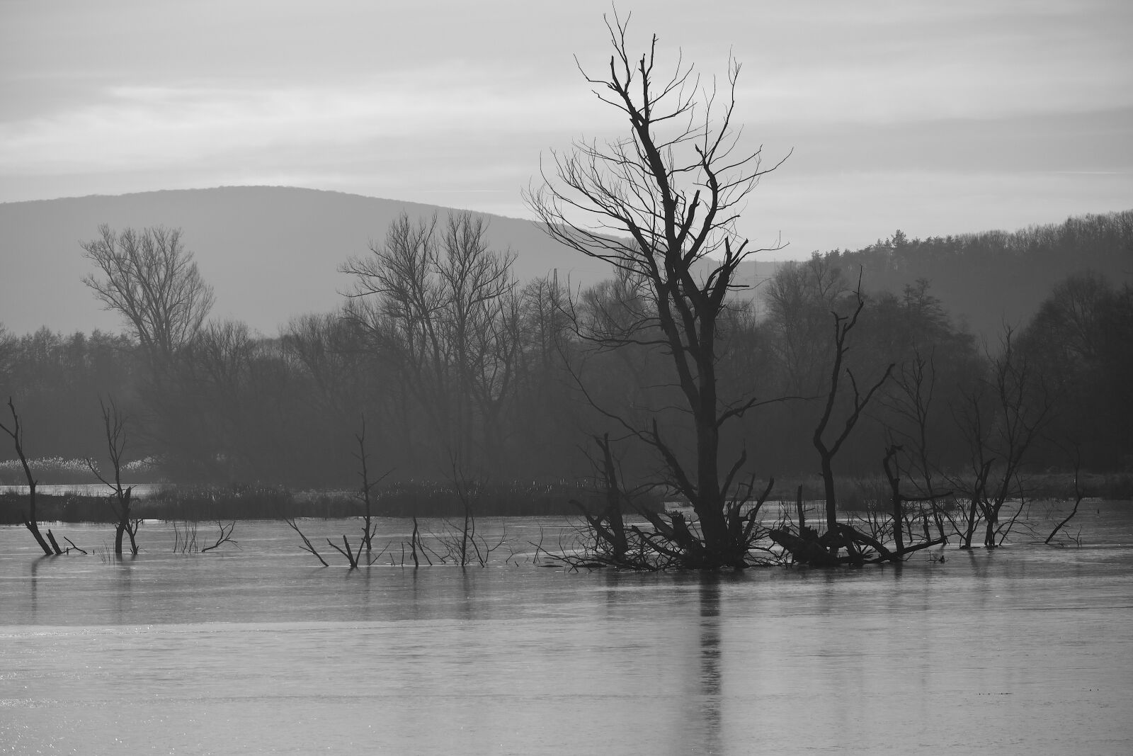 Nikon D3100 sample photo. Nature, trees, lake photography