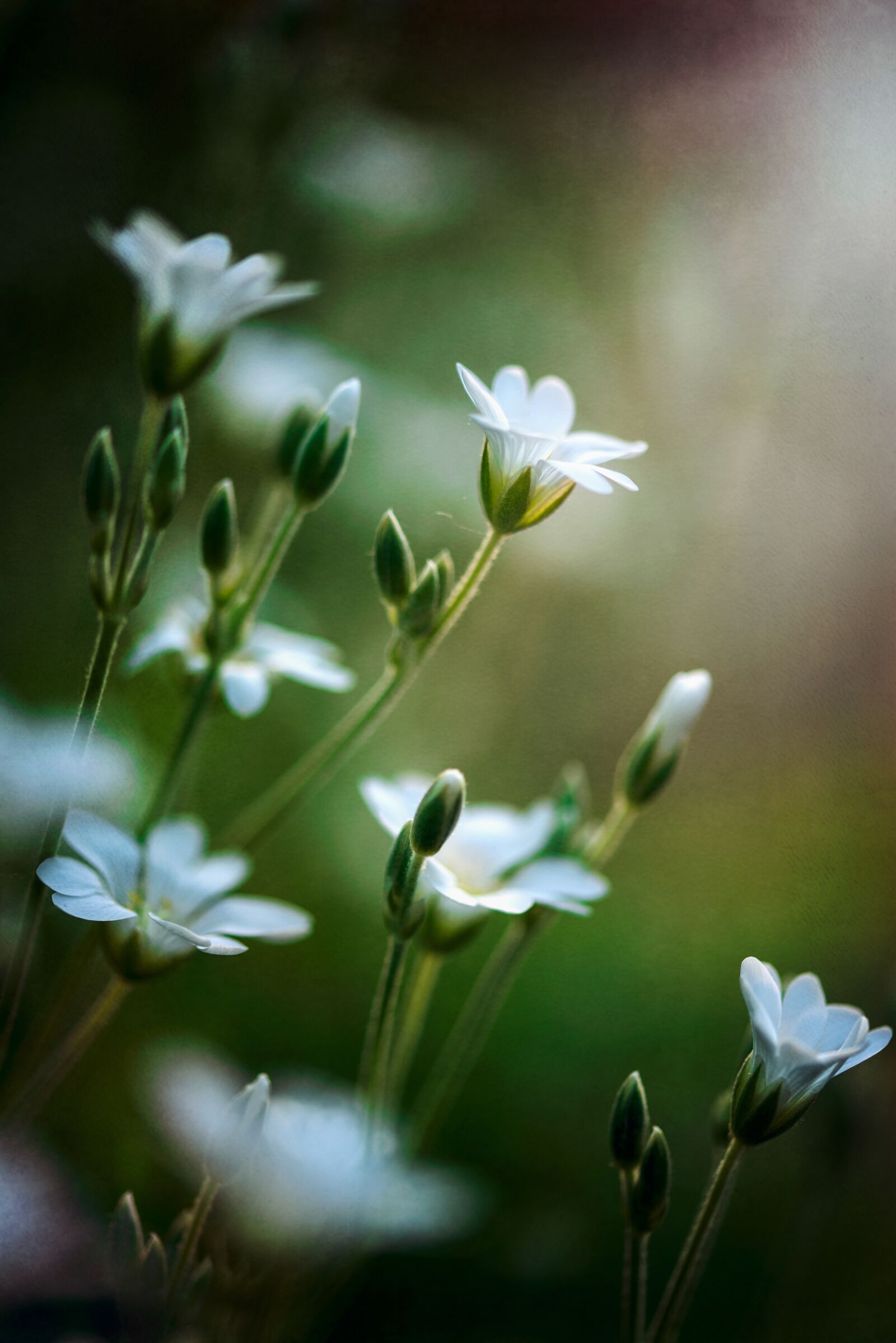 Nikon D750 sample photo. Little flowers, nature, spring photography