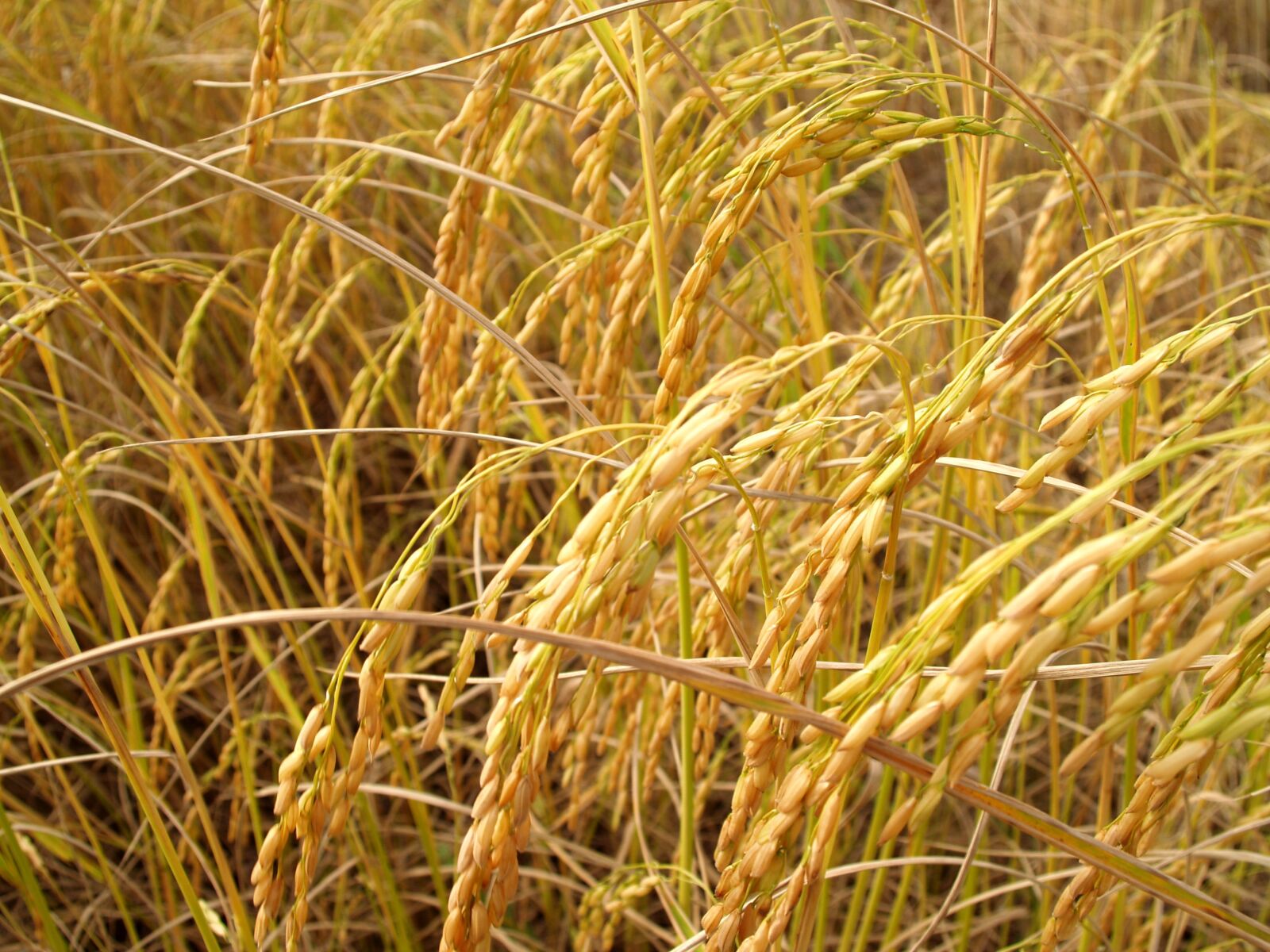 Olympus E-300 (EVOLT E-300) sample photo. Agriculture, asia, autumn photography