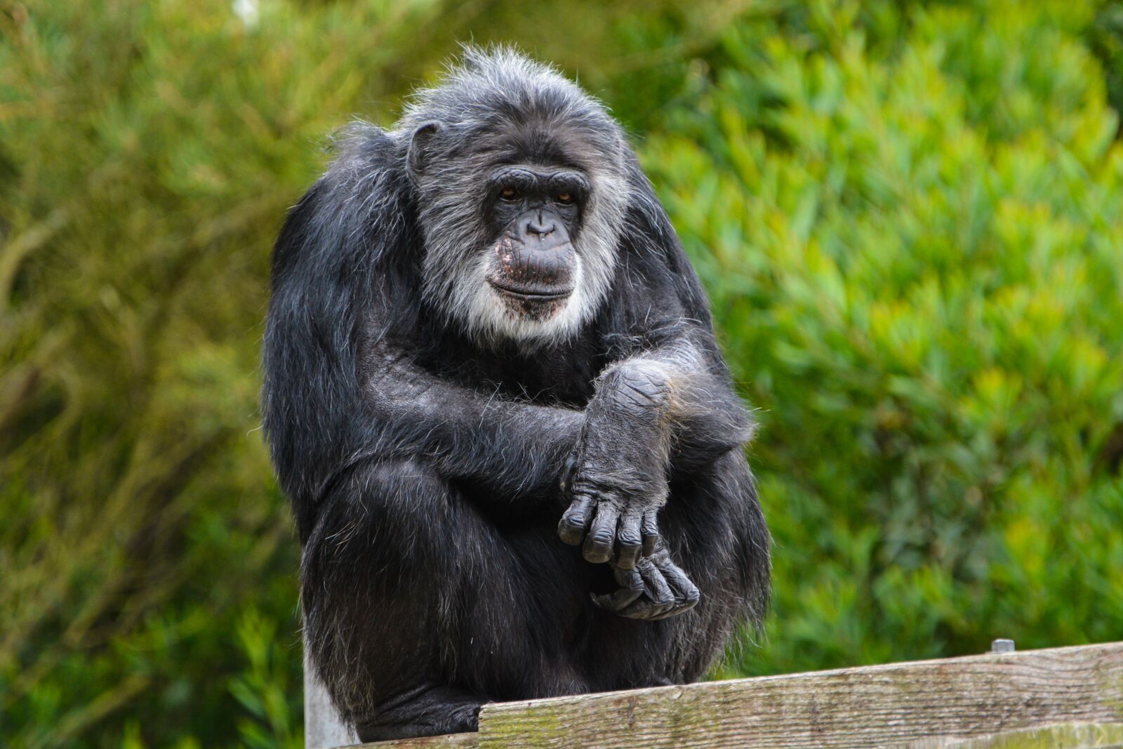 Nikon D7100 sample photo. Animal, mammal, monkey photography