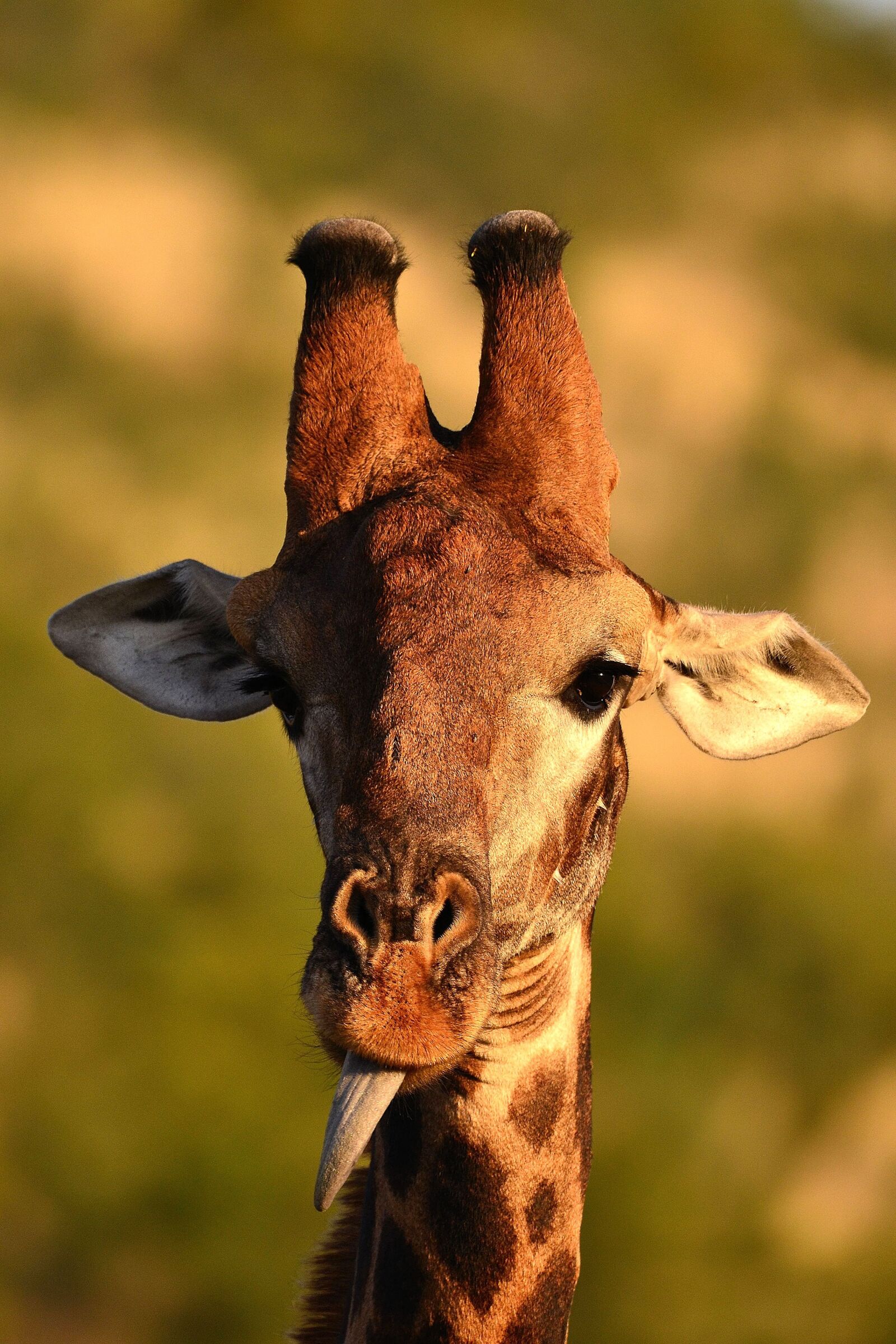 Nikon D3100 sample photo. South africa, wildlife, giraffe photography