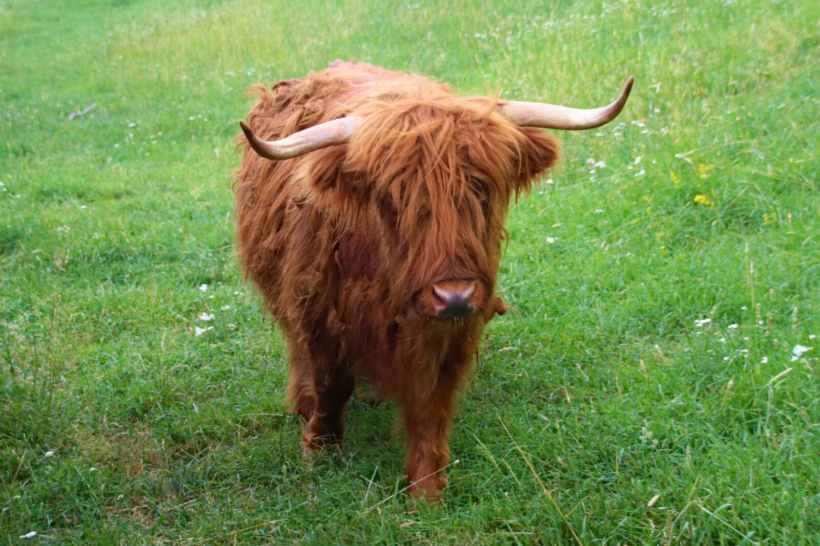 Canon EOS 77D (EOS 9000D / EOS 770D) sample photo. Cow, scot, mountain photography