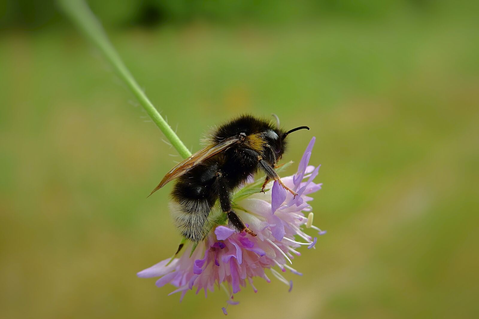 Nikon Coolpix P900 sample photo. Insects, meadow, bumblebee photography