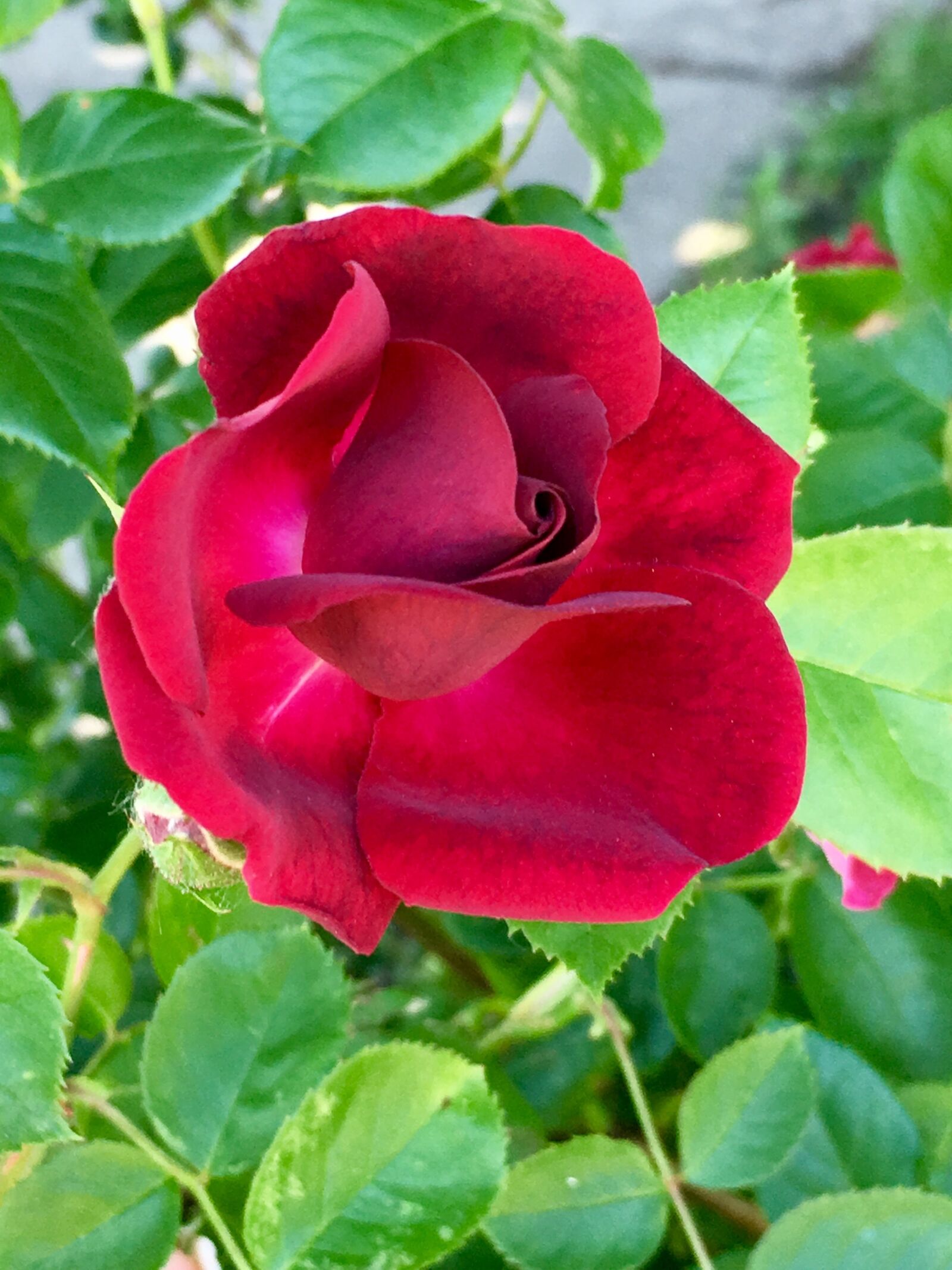 Apple iPhone 6s sample photo. Rose, focus, love photography