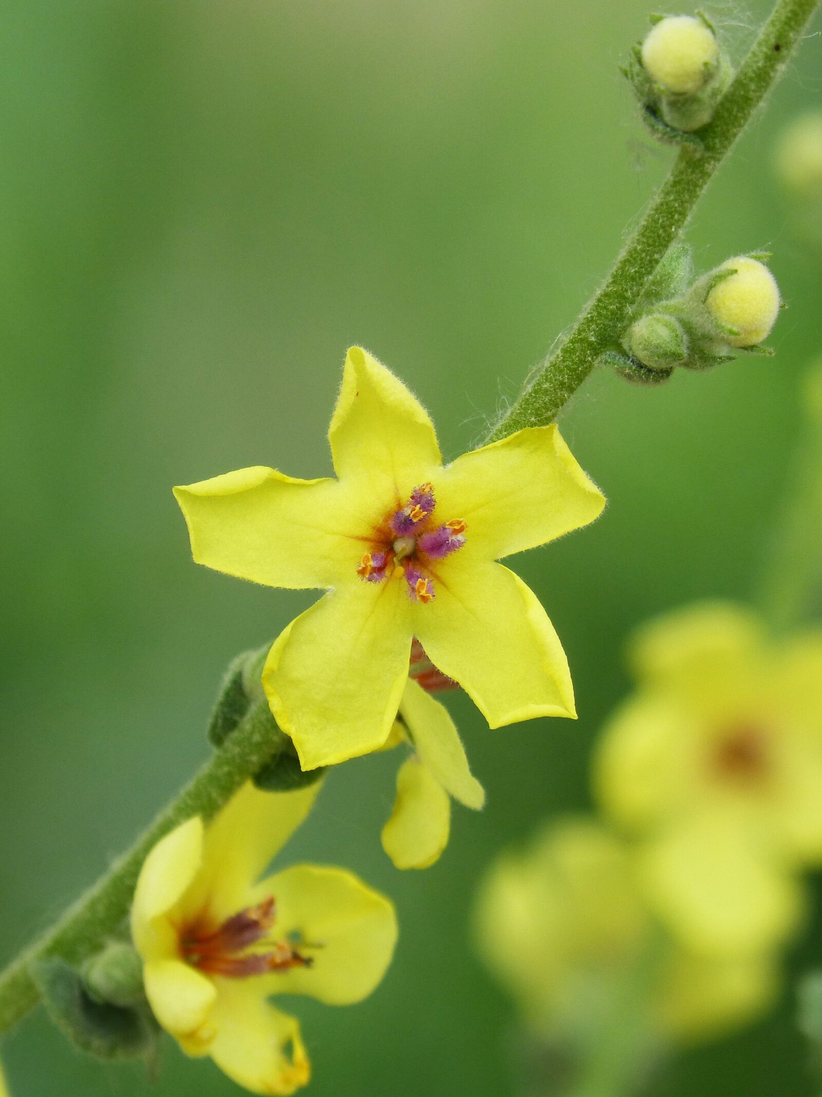 Panasonic DMC-FZ62 sample photo. Wild flower, yellow flower photography