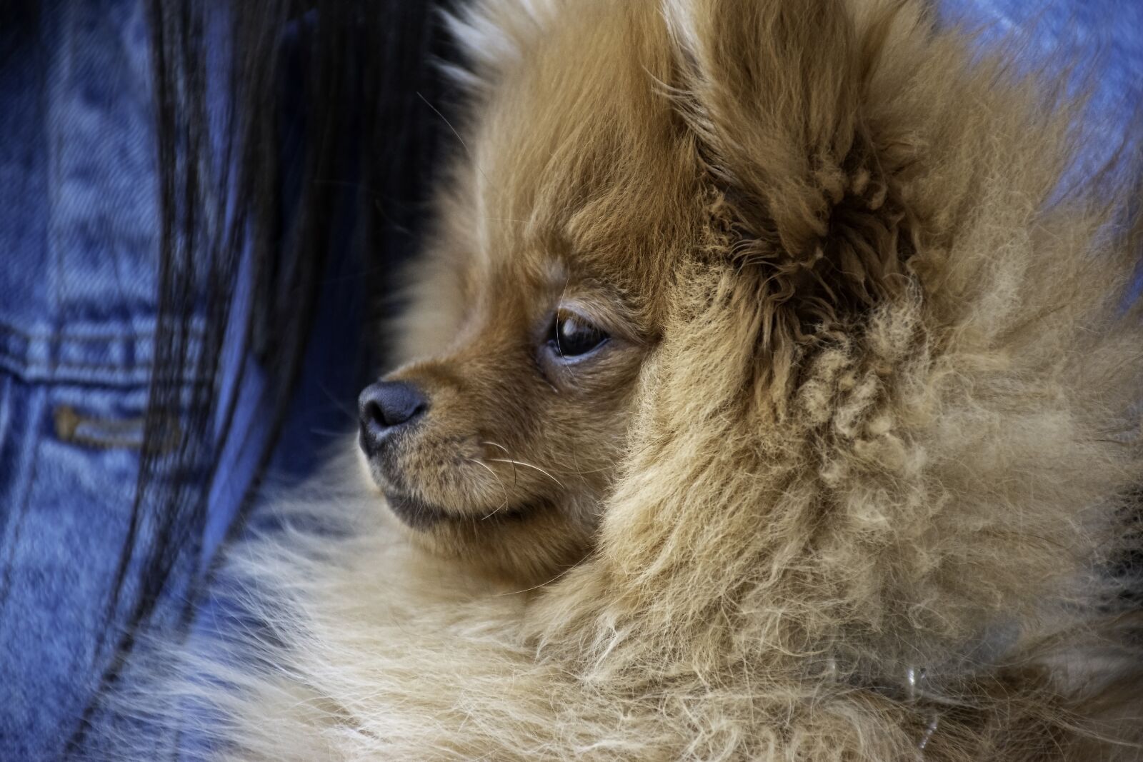 Nikon D5600 sample photo. Dog, small, animals photography