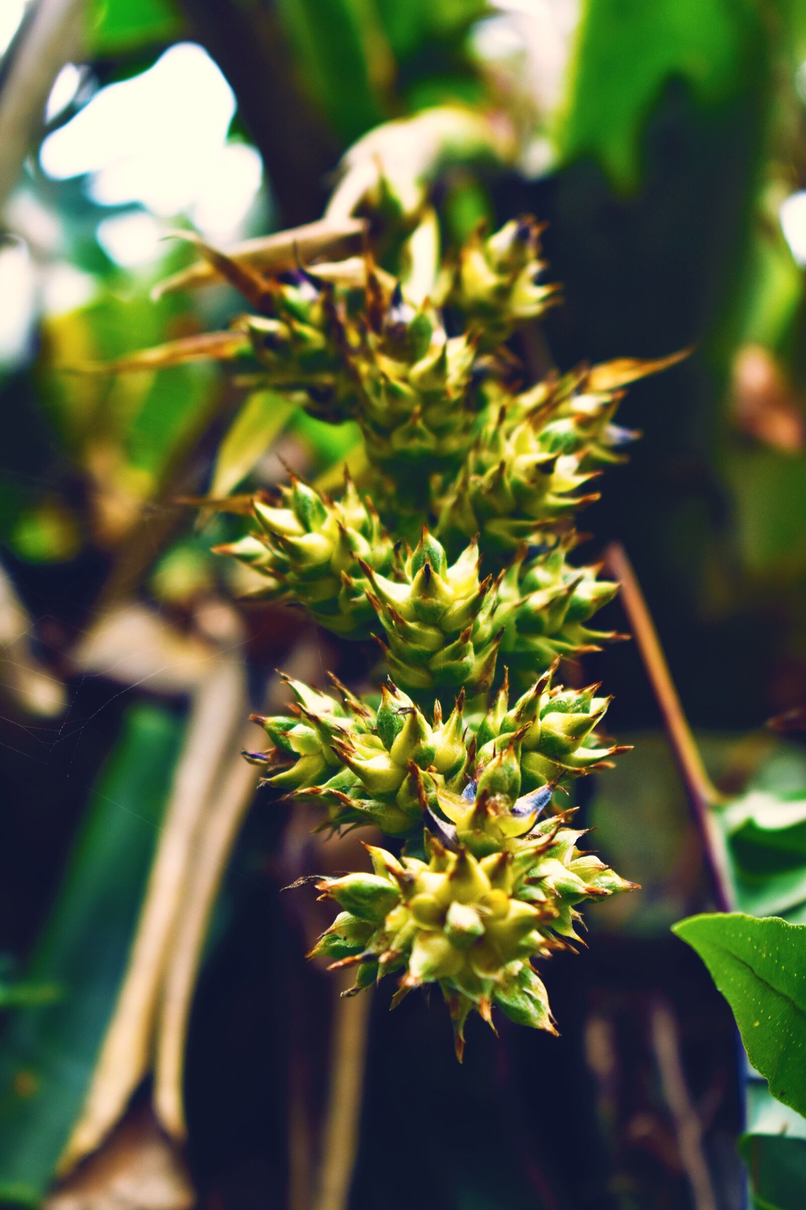 Nikon D3400 sample photo. Nature, flower, bouquet photography