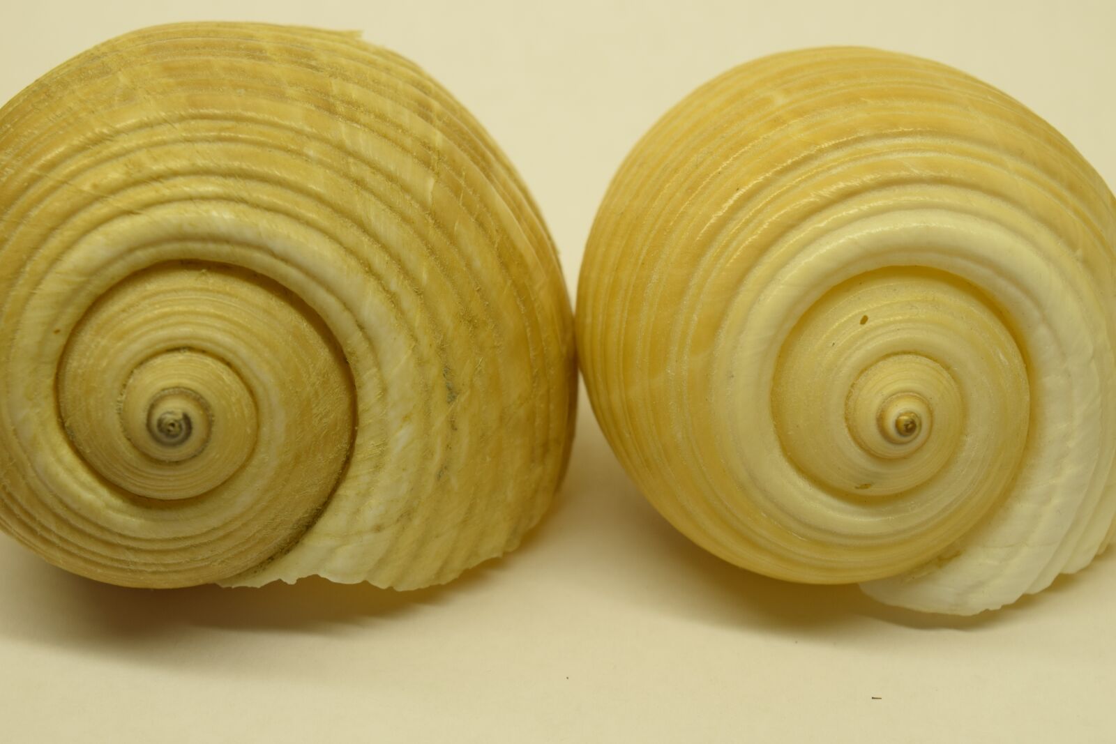 Nikon D3300 sample photo. Mussels, close up, snail photography