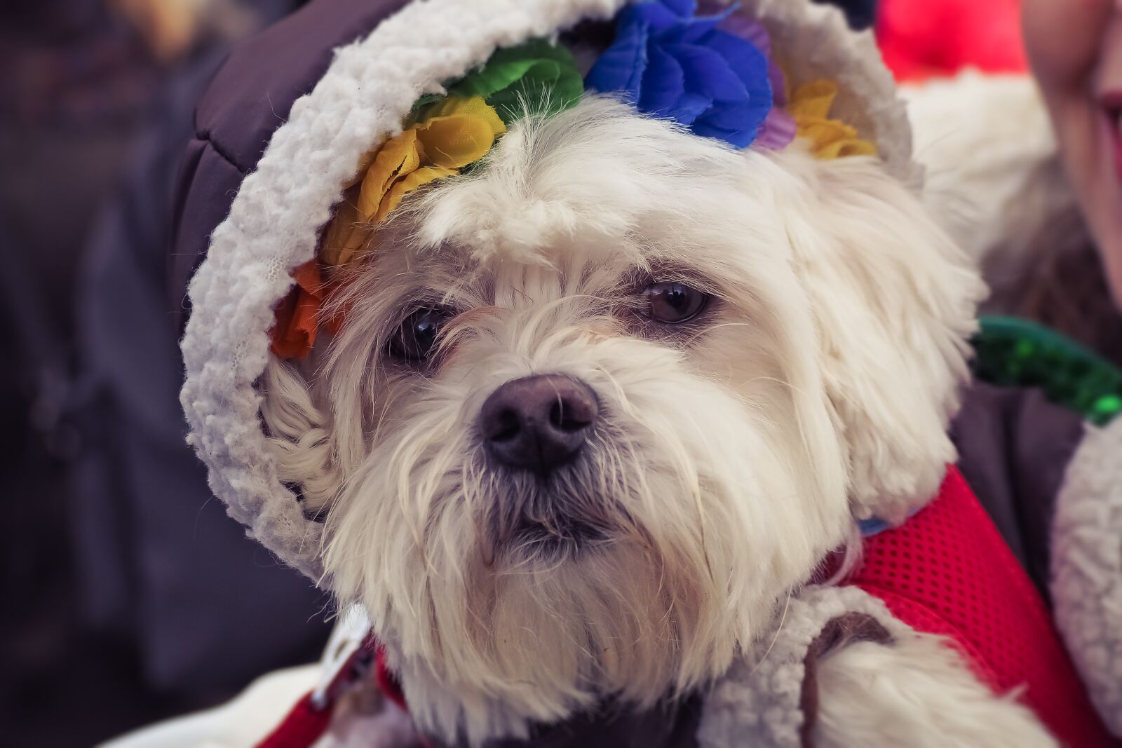 Olympus OM-D E-M10 sample photo. Dog, animal, pet photography