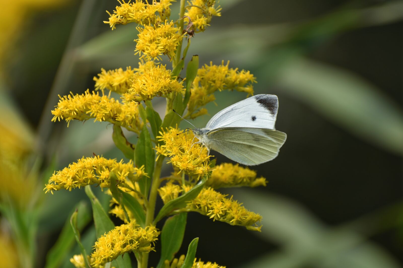 Nikon D7200 sample photo. Natural, landscape, flowering plant photography