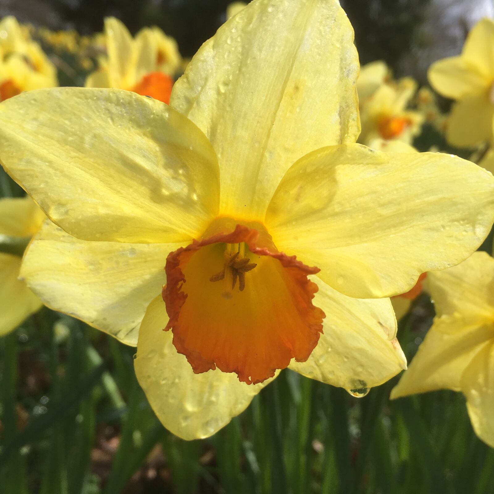 iPhone SE back camera 4.15mm f/2.2 sample photo. Daffodil, flower, raindrop photography