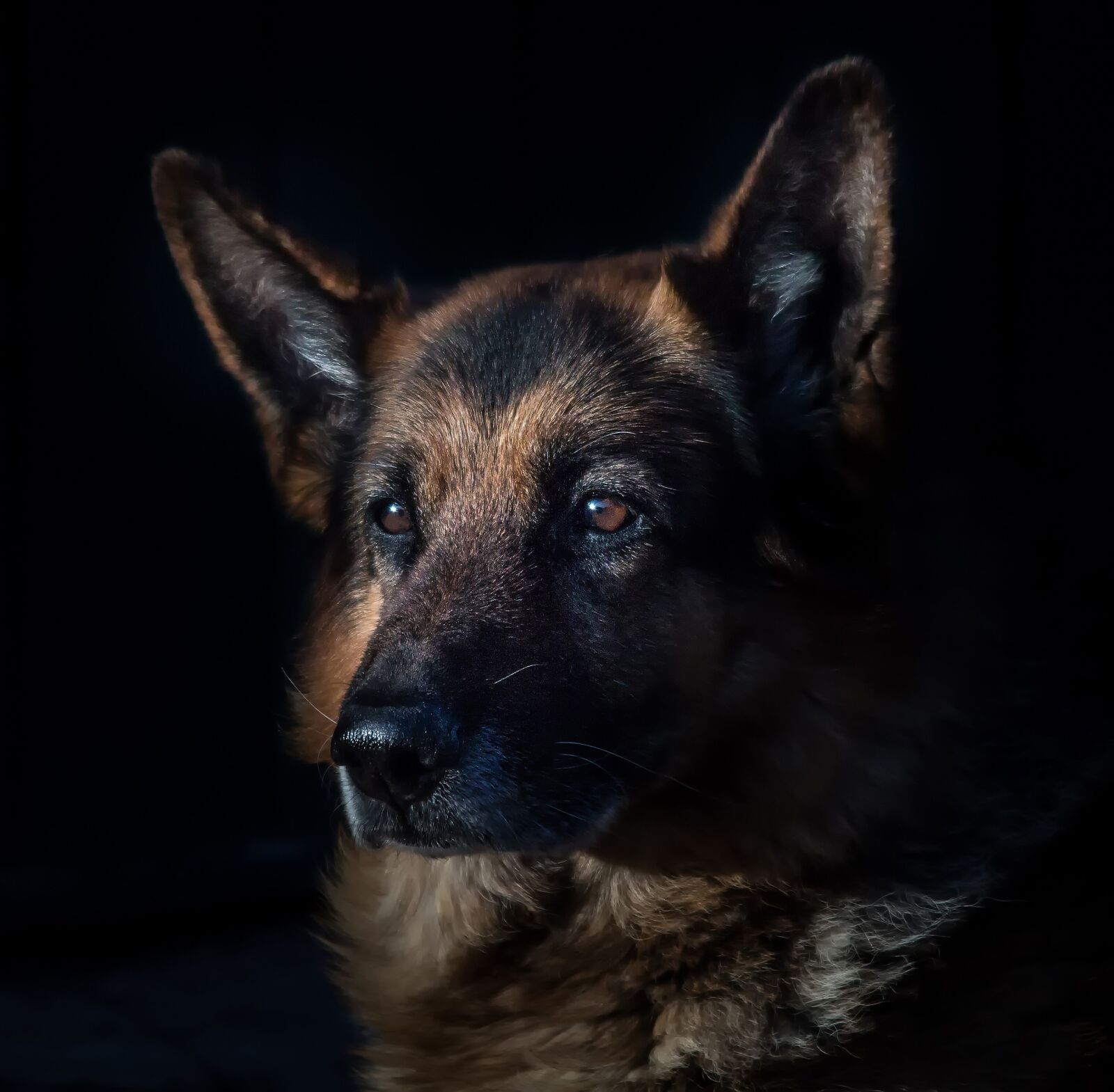 Canon EOS 650D (EOS Rebel T4i / EOS Kiss X6i) sample photo. German shepherd, domestic animal photography