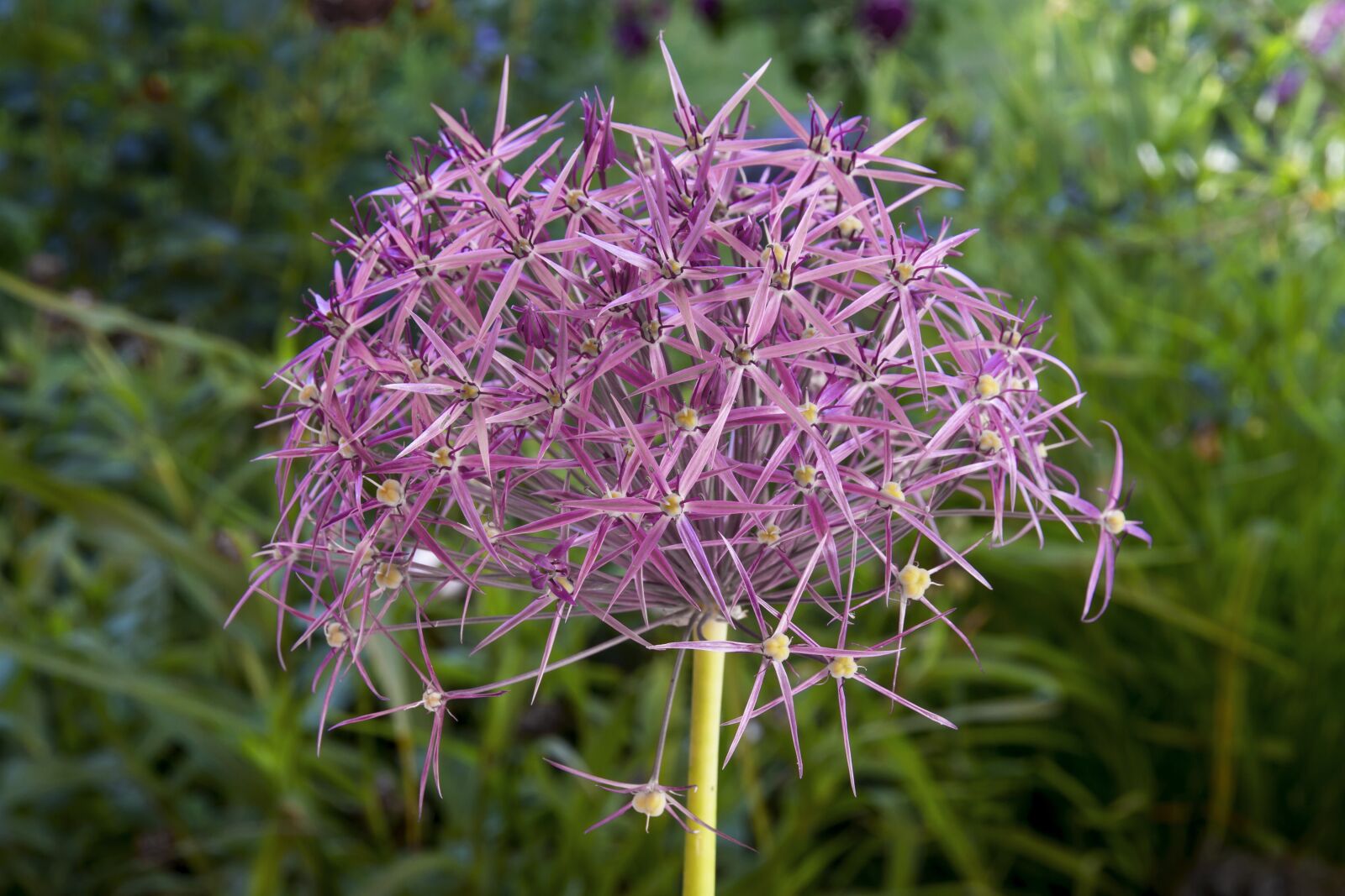 Canon EOS 7D sample photo. Starlight-lauch, allium cristophii, garden photography