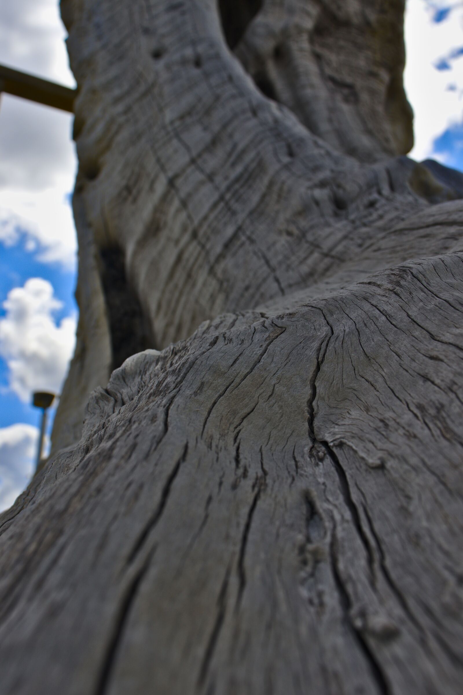 Canon EOS 800D (EOS Rebel T7i / EOS Kiss X9i) sample photo. Wood, dry, trunk photography