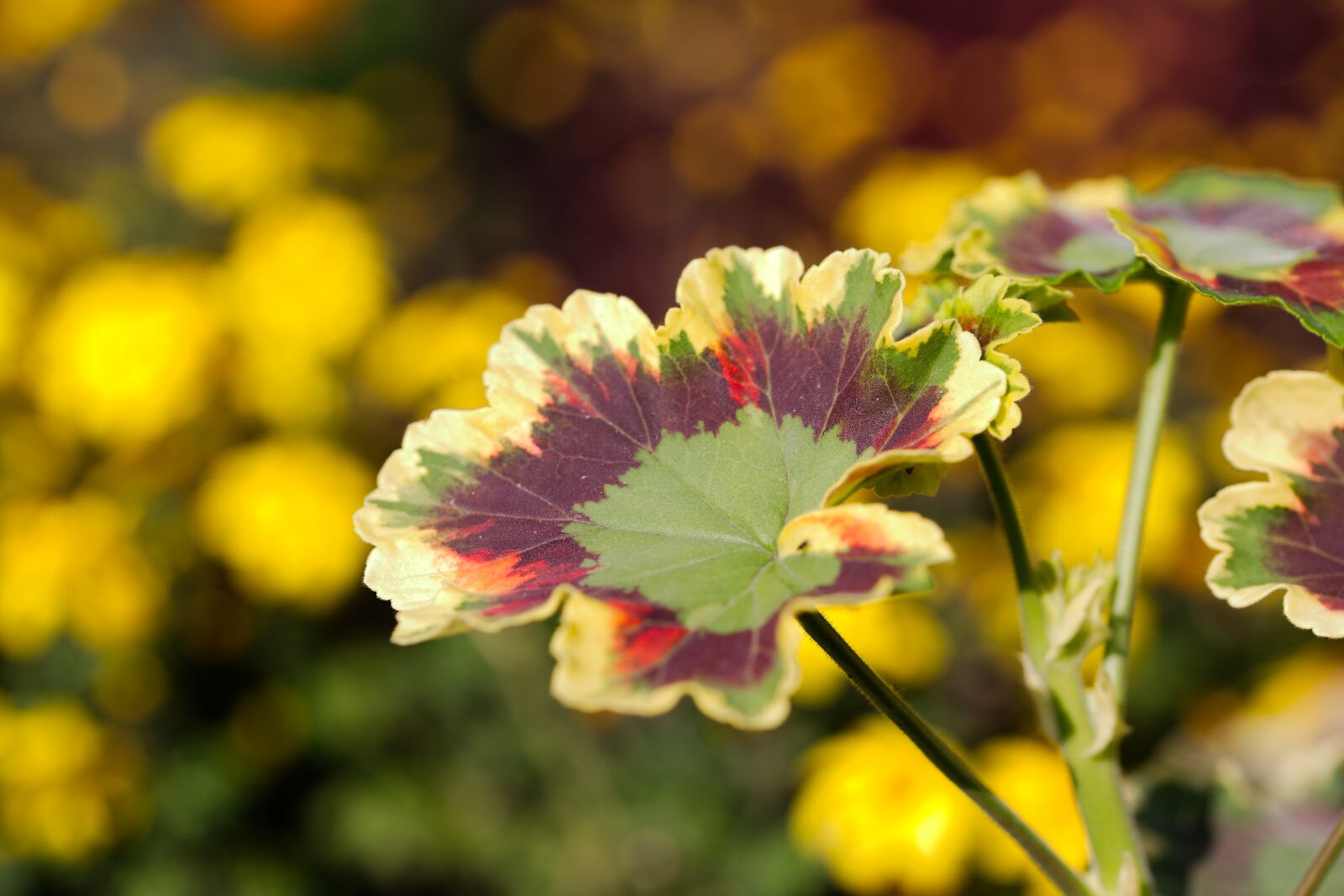 Canon EOS 6D sample photo. Flower, nature, plant photography