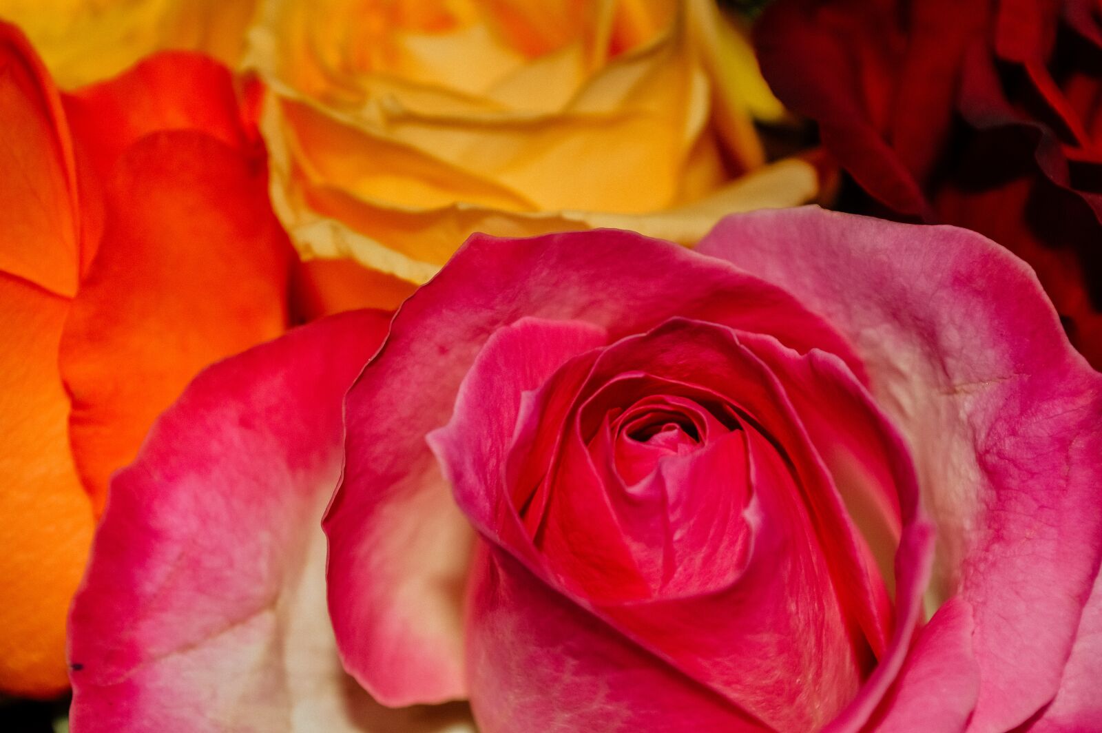 Nikon D3200 sample photo. International women's day, march photography