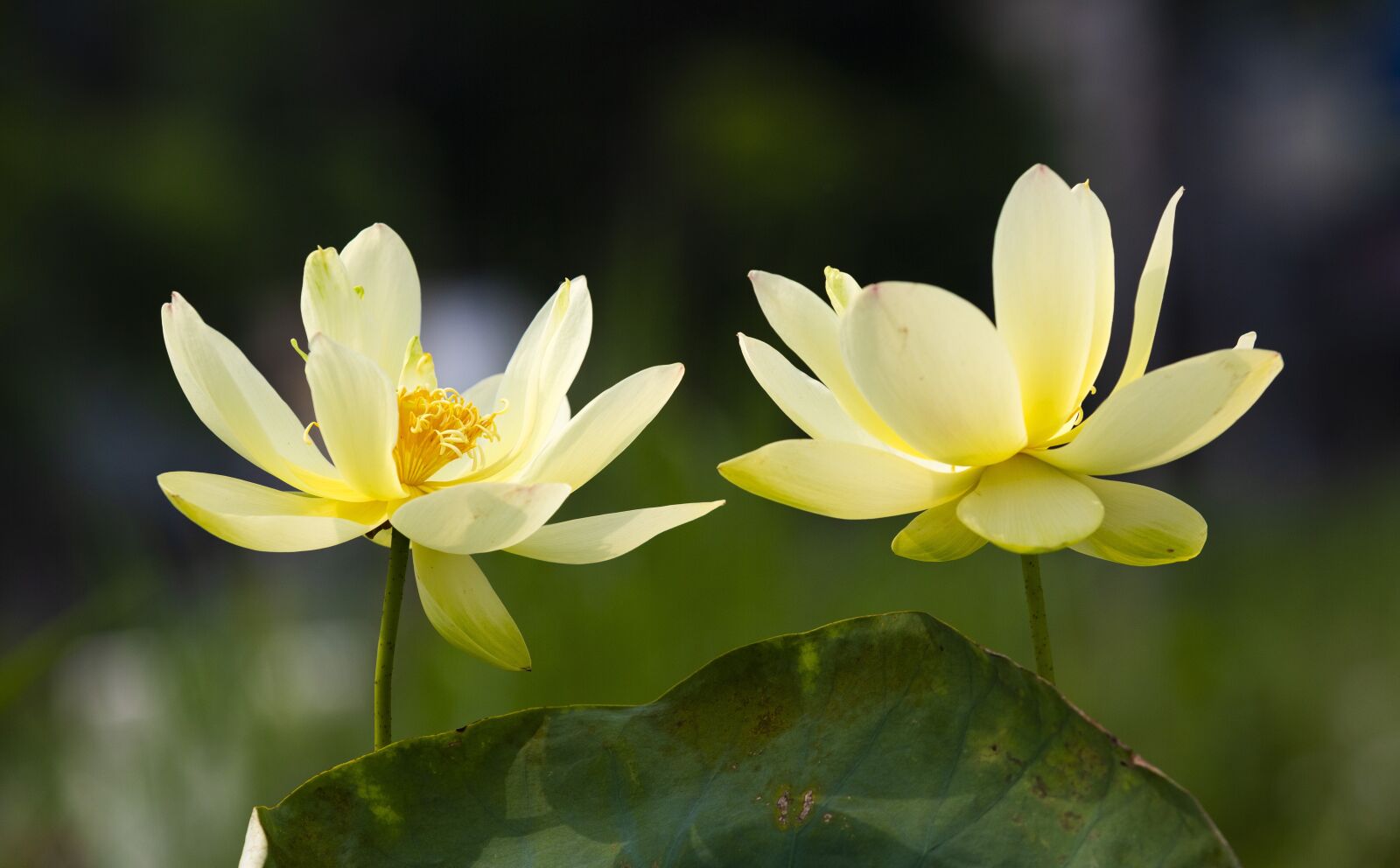 Canon EF 70-200mm F2.8L USM sample photo. Hanoi, lotus, viet photography