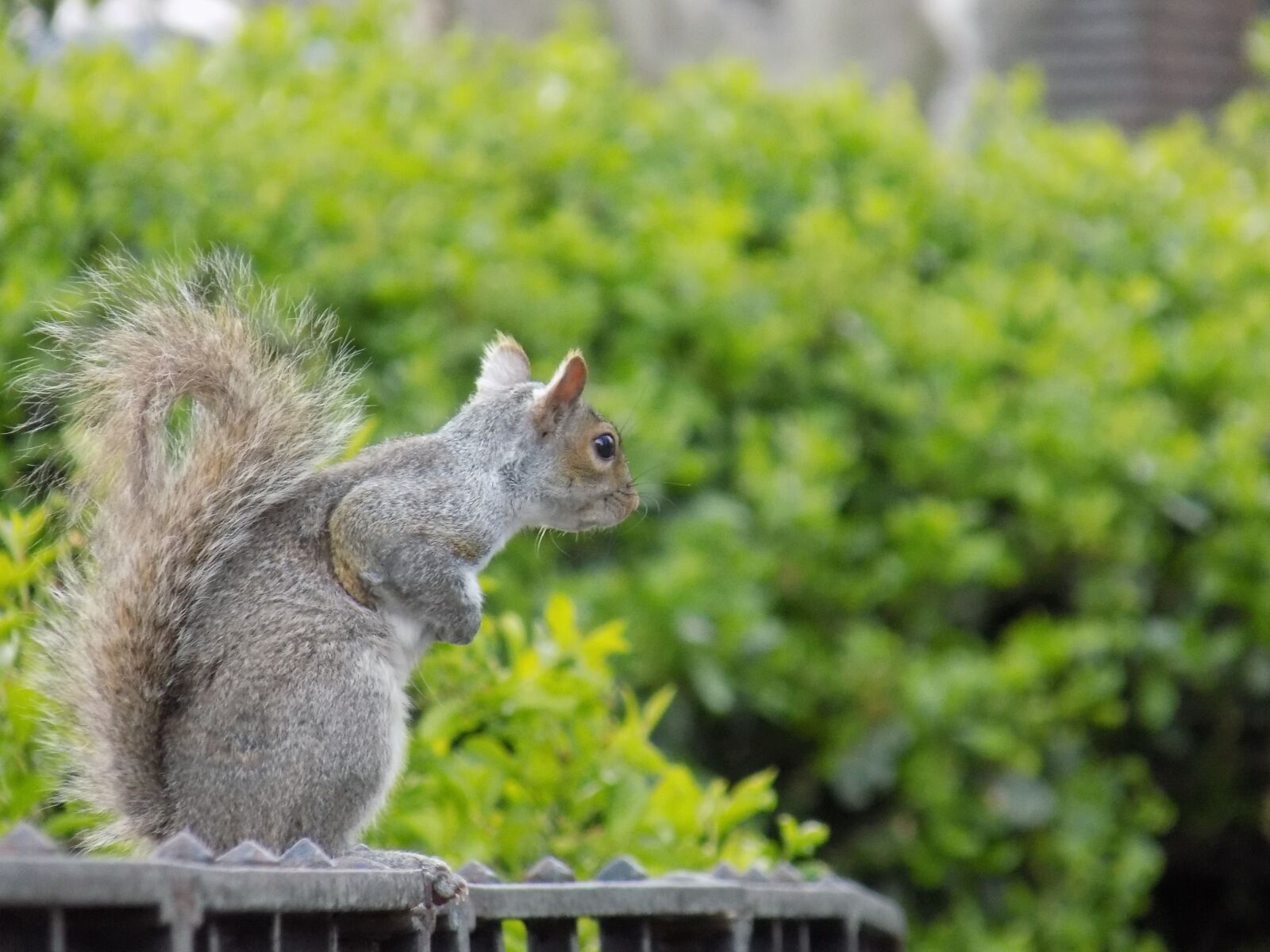 Nikon COOLPIX L340 sample photo. Squirrel, cute, animal photography