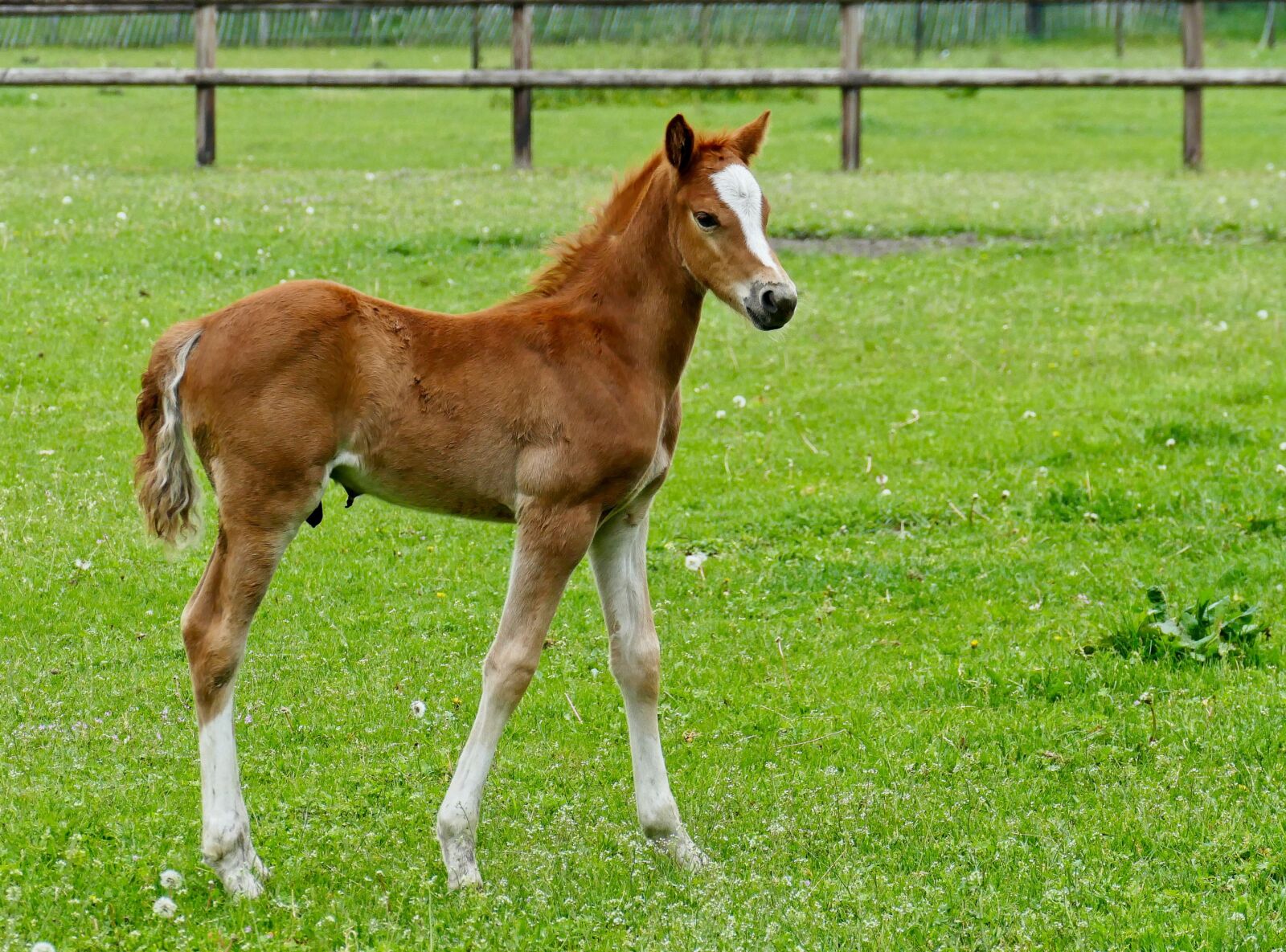 Panasonic Lumix DMC-FZ1000 sample photo. Foal, young horse, blaze photography