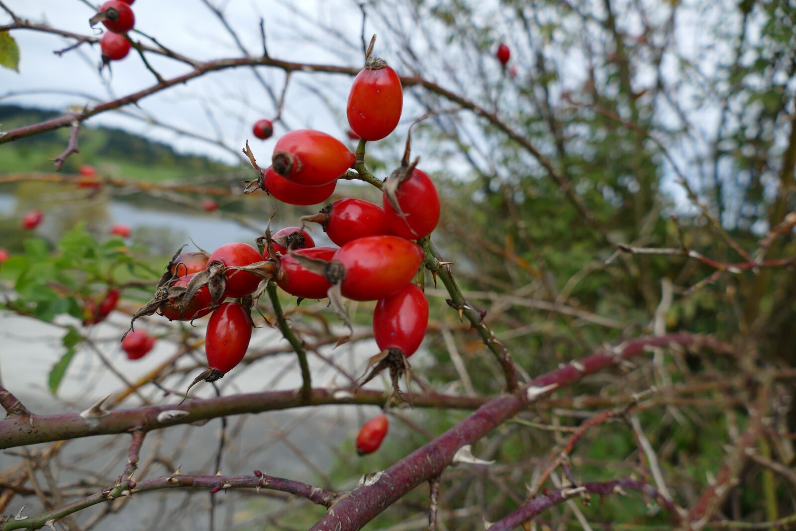 Panasonic Lumix DMC-FZ1000 sample photo. Rose hip, autumn fruits photography