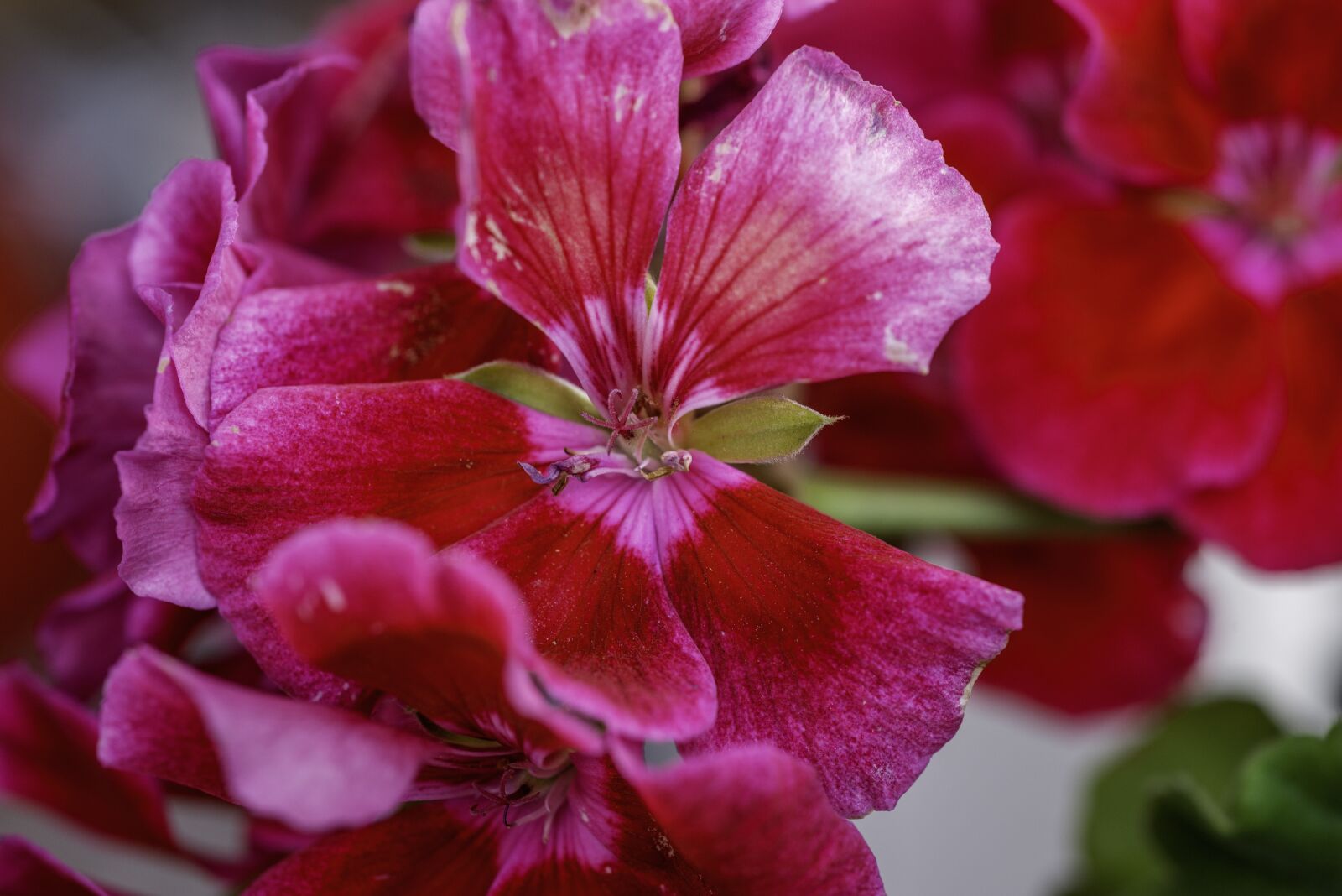Nikon D800 sample photo. Flower, macro, nature photography