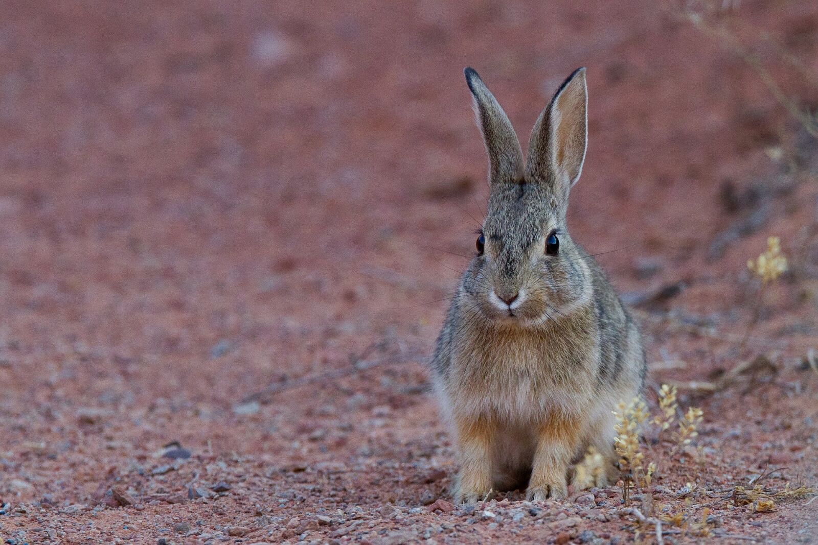 Canon EF 300mm F2.8L IS USM sample photo. Desert cottontail, rabbit, bunny photography
