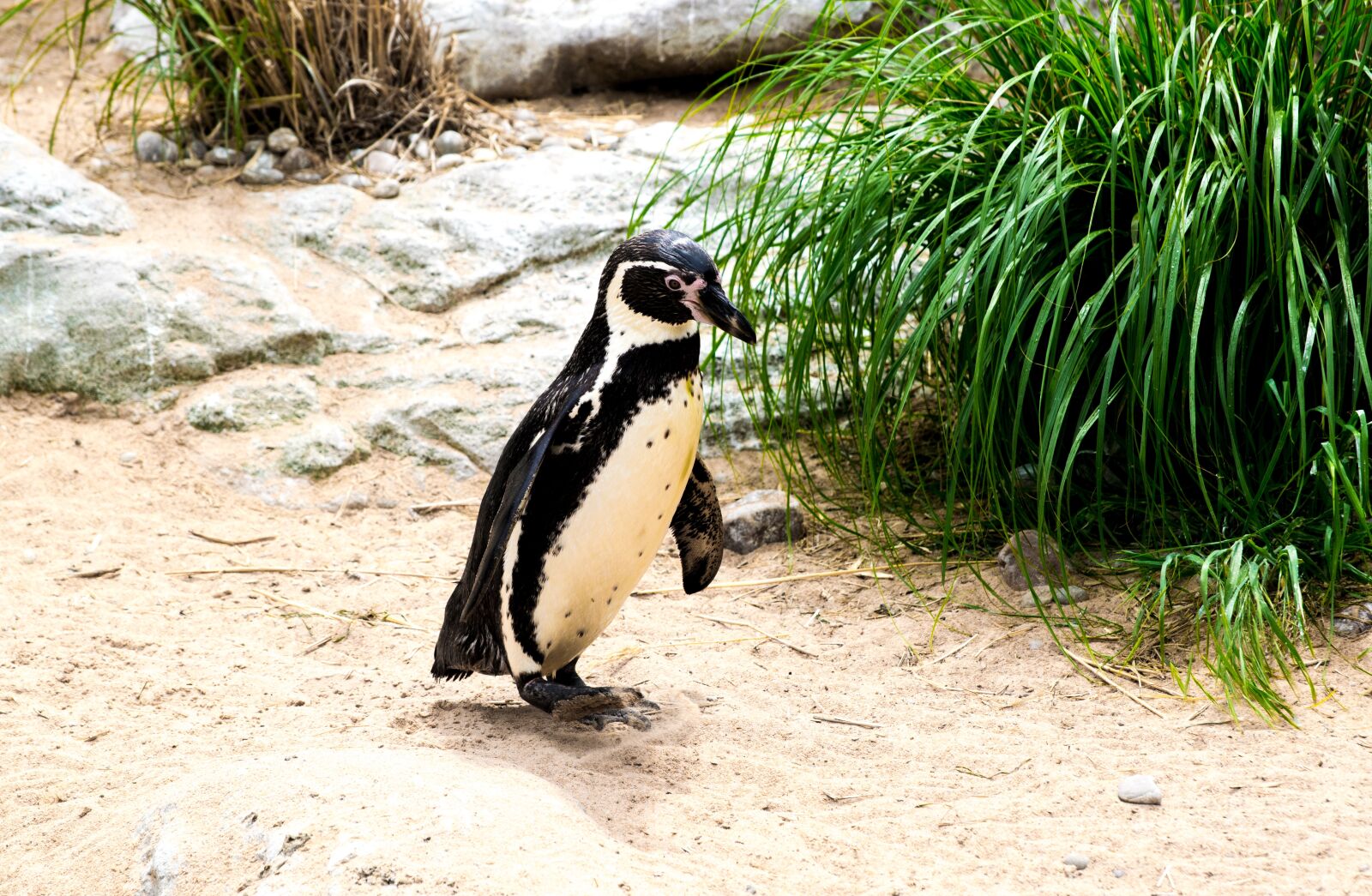 Nikon D5300 sample photo. Penguin, water, nature photography