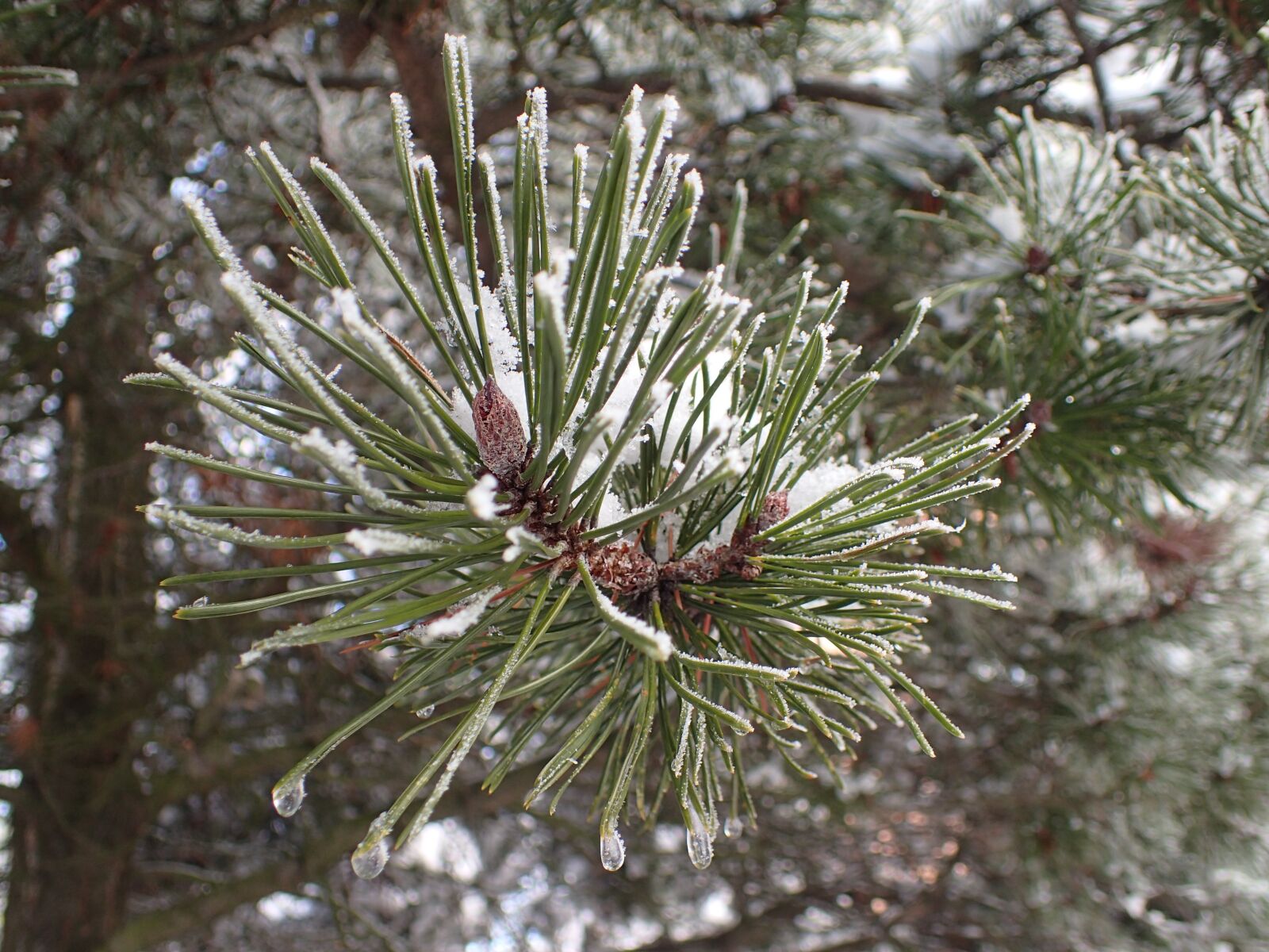Olympus TG-4 sample photo. Pine, needles, nature photography