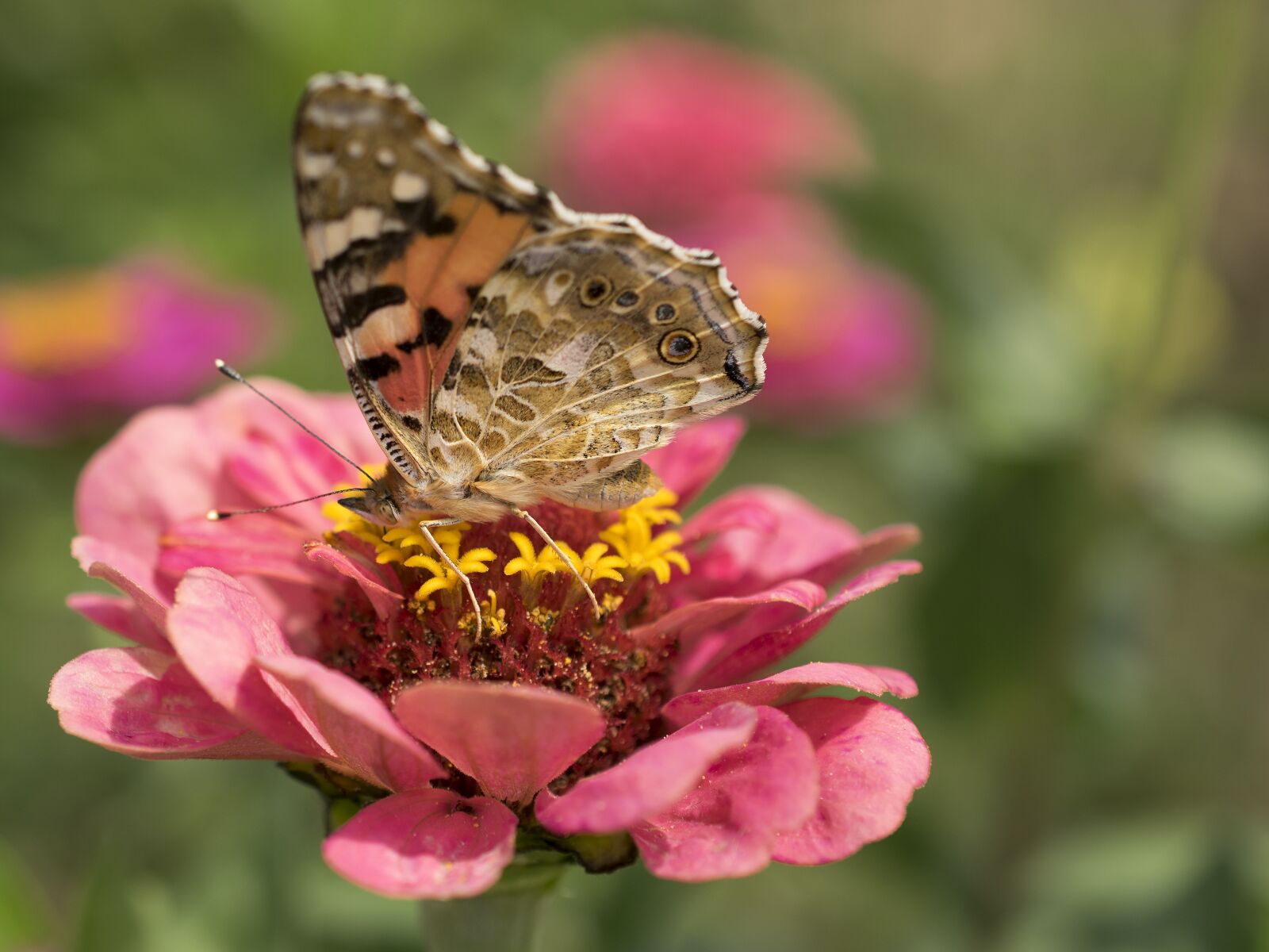 Nikon D3300 sample photo. Nature, butterfly, flower photography