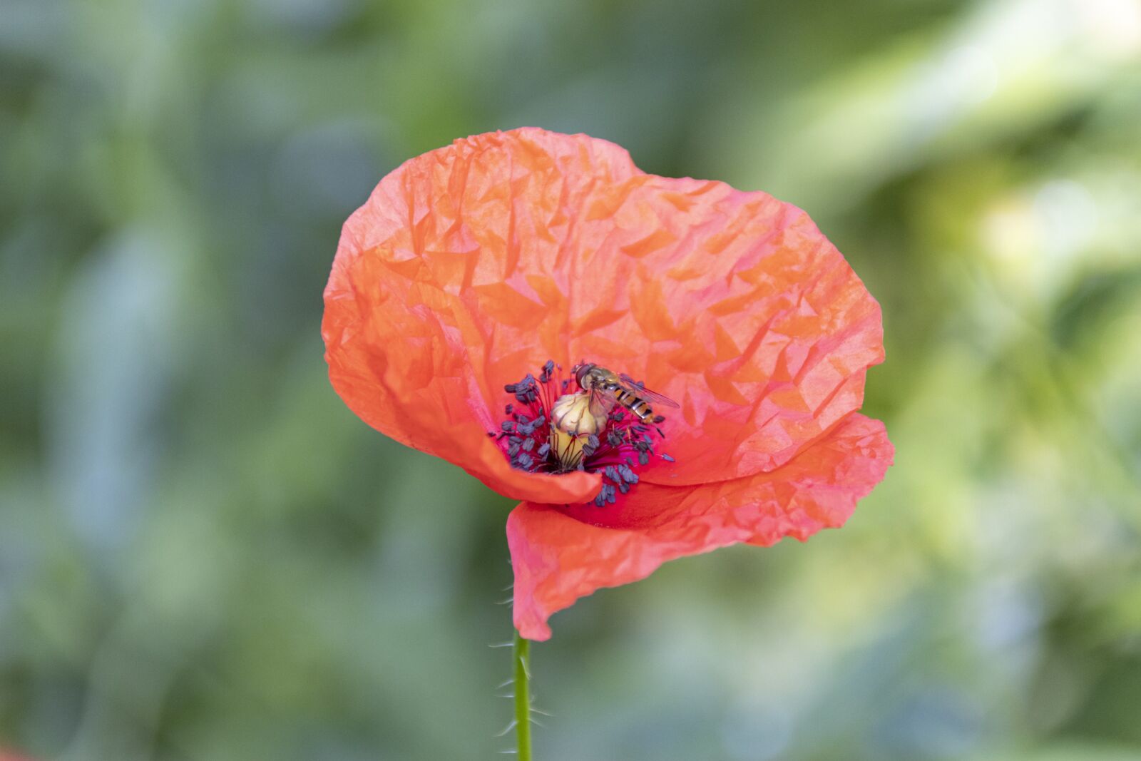 Canon EOS 800D (EOS Rebel T7i / EOS Kiss X9i) sample photo. Red, poppy, flower photography