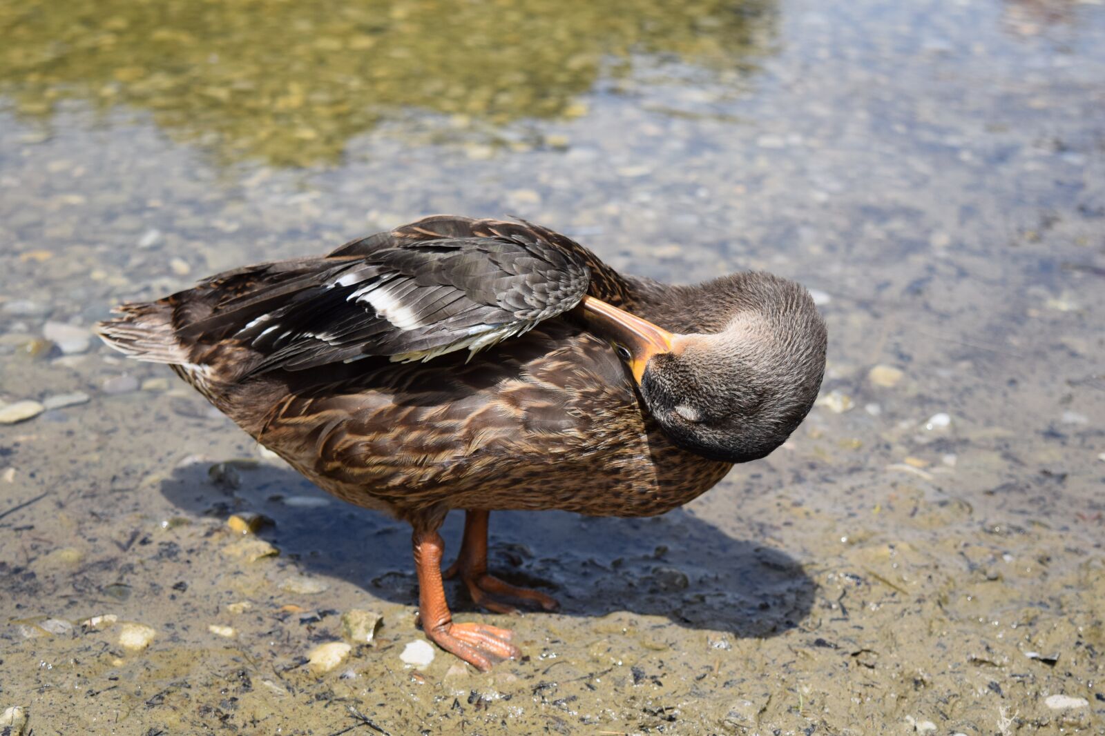 Nikon D3300 sample photo. Duck, bird, water photography