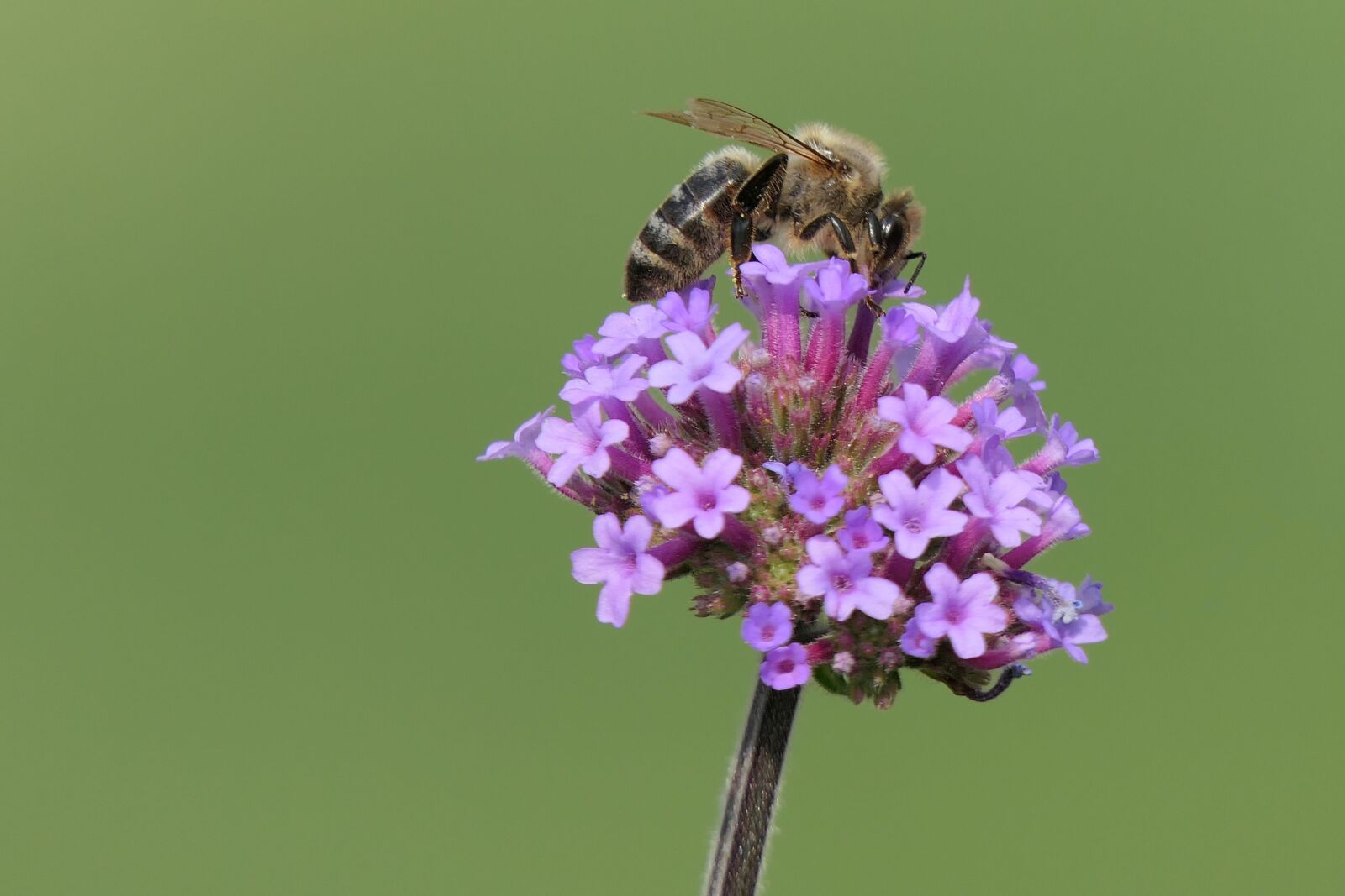 Panasonic Lumix DMC-FZ2500 (Lumix DMC-FZ2000) sample photo. Bee, flower, close up photography