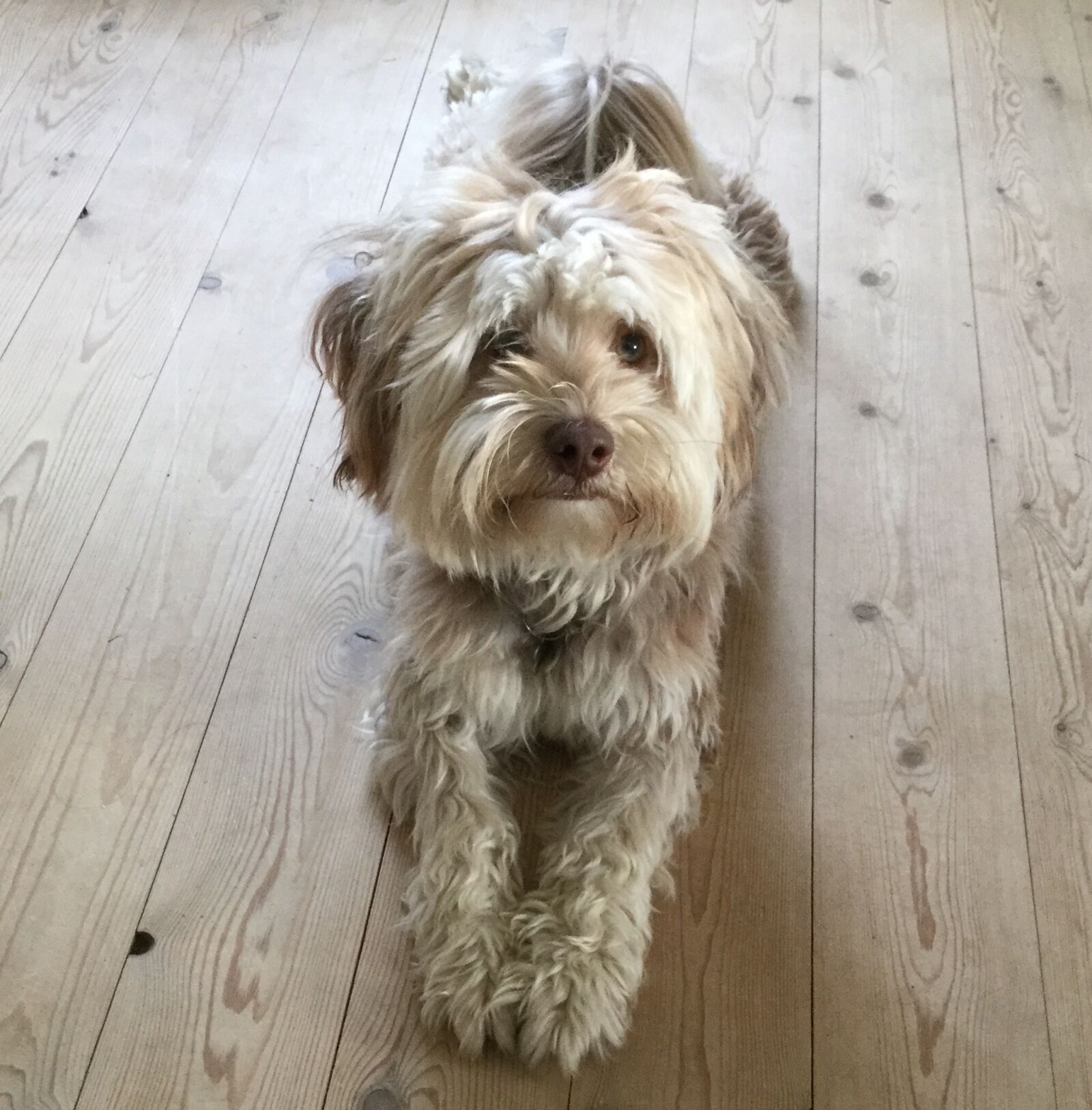 Apple iPad Air 2 sample photo. Felix, dog, however photography