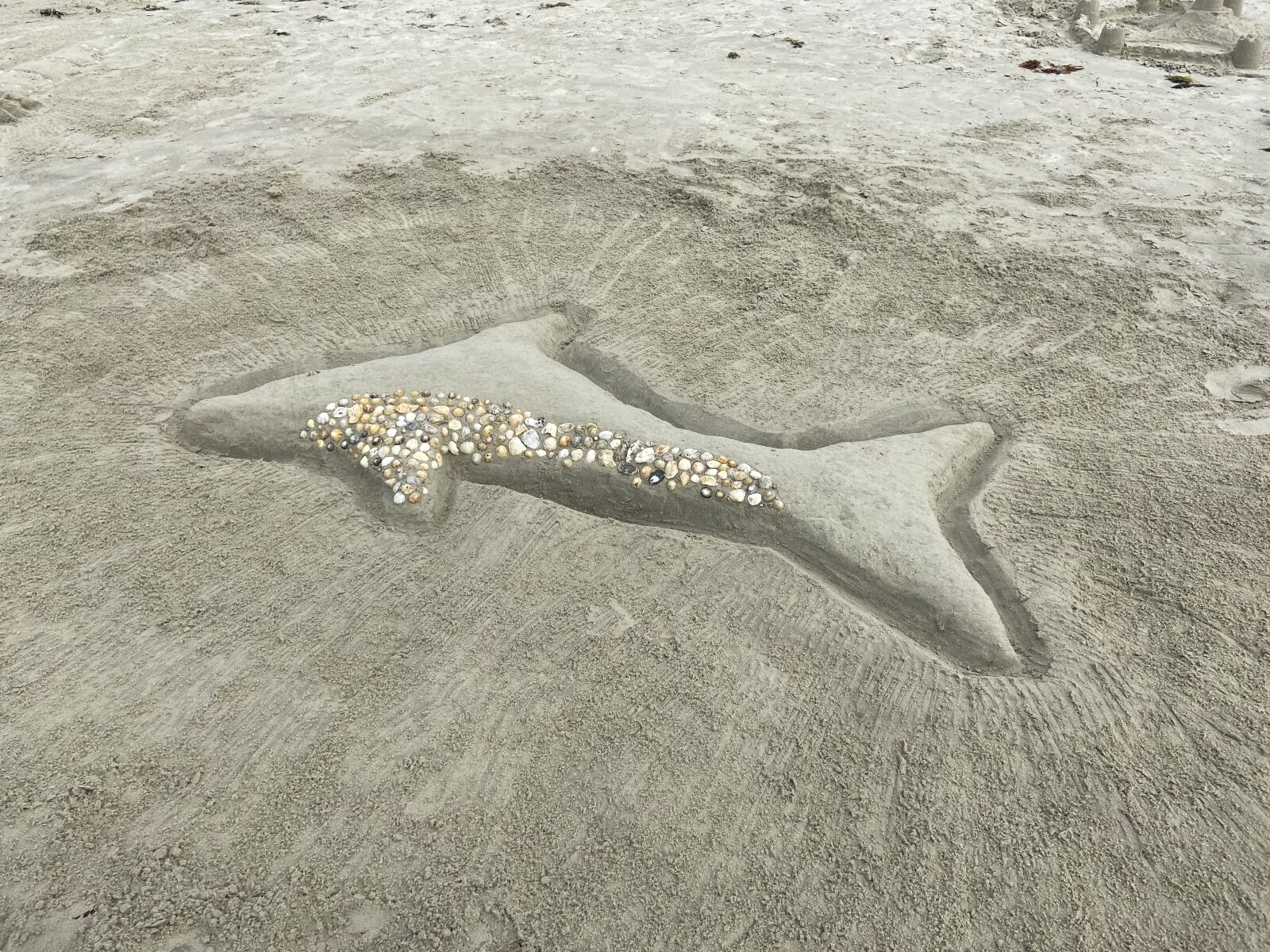Apple iPhone 11 sample photo. Dolphin, sand, ocean photography