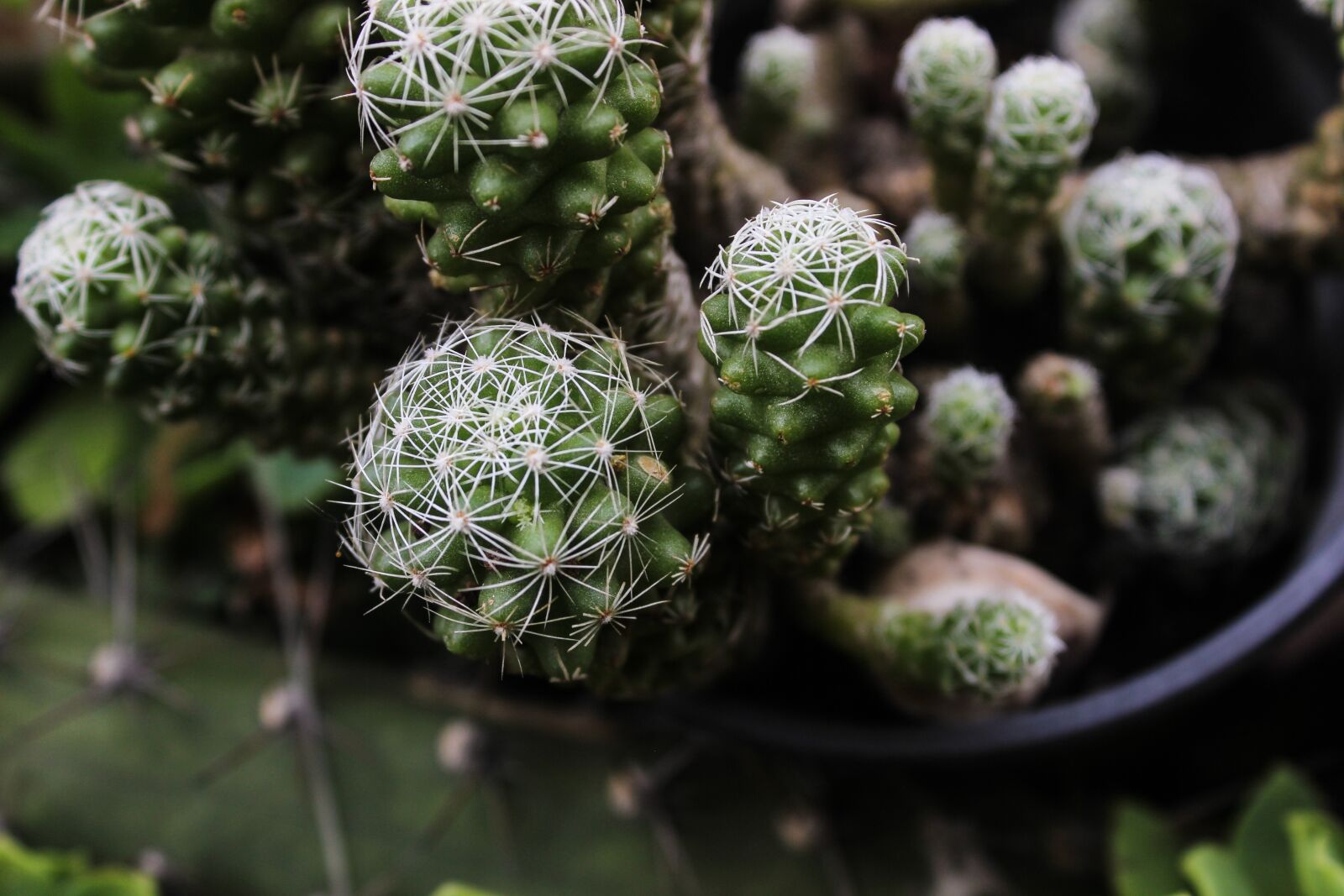 Canon EOS 600D (Rebel EOS T3i / EOS Kiss X5) sample photo. Cactus, spina, plant photography
