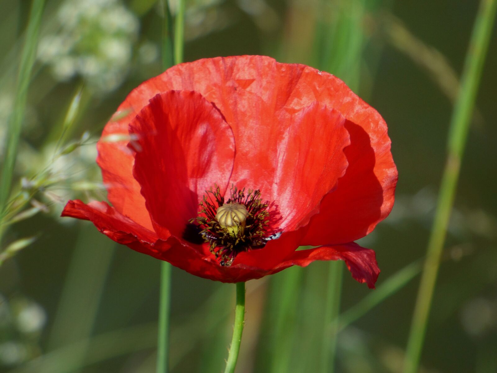 Panasonic DMC-FZ72 sample photo. Poppy, flower, red photography