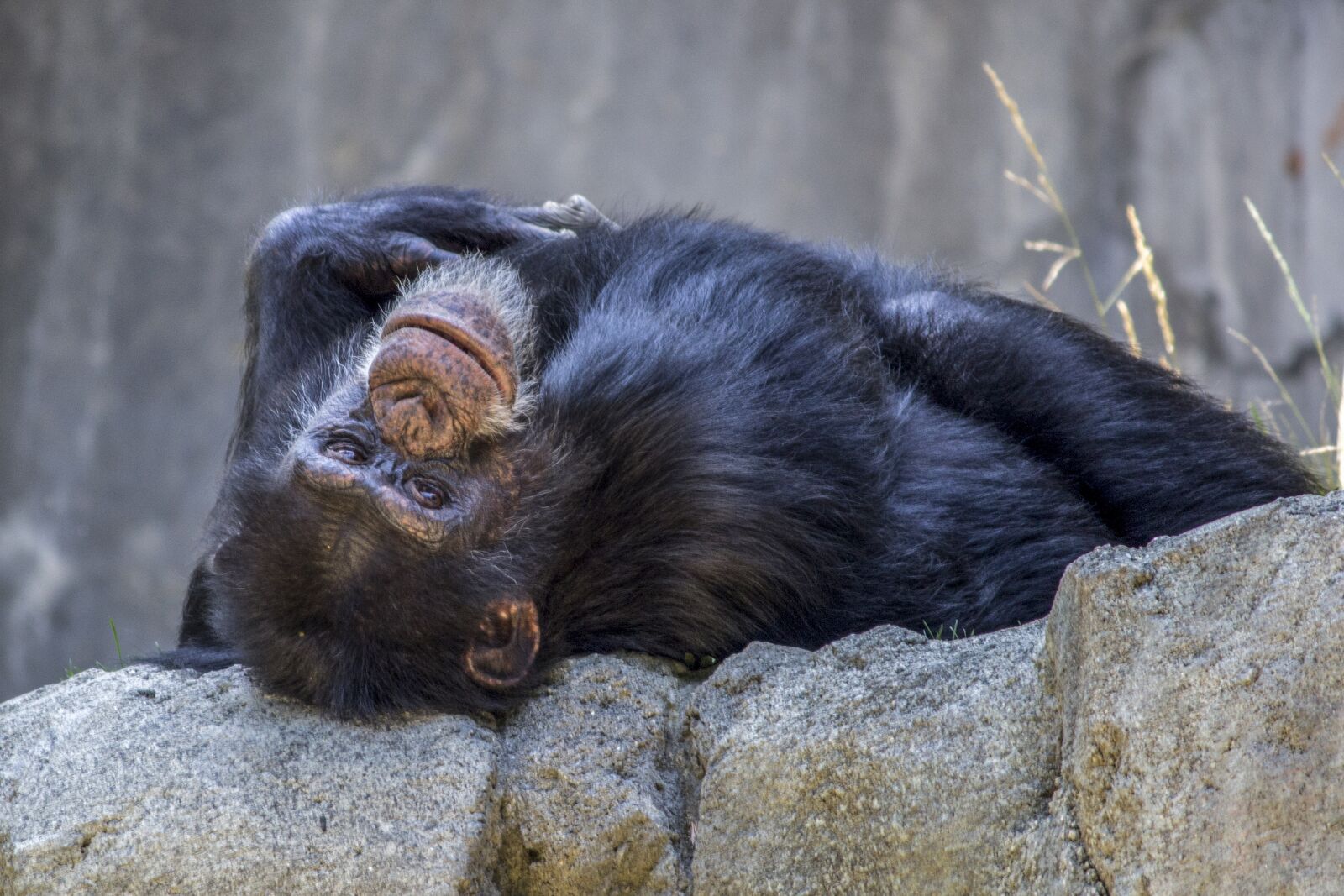 Canon EF-S 55-250mm F4-5.6 IS II sample photo. Chimpanzee, monkey, ape photography