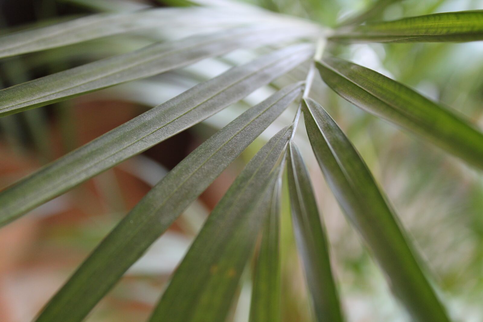 Canon EOS 1100D (EOS Rebel T3 / EOS Kiss X50) sample photo. Green, leaf, plant photography