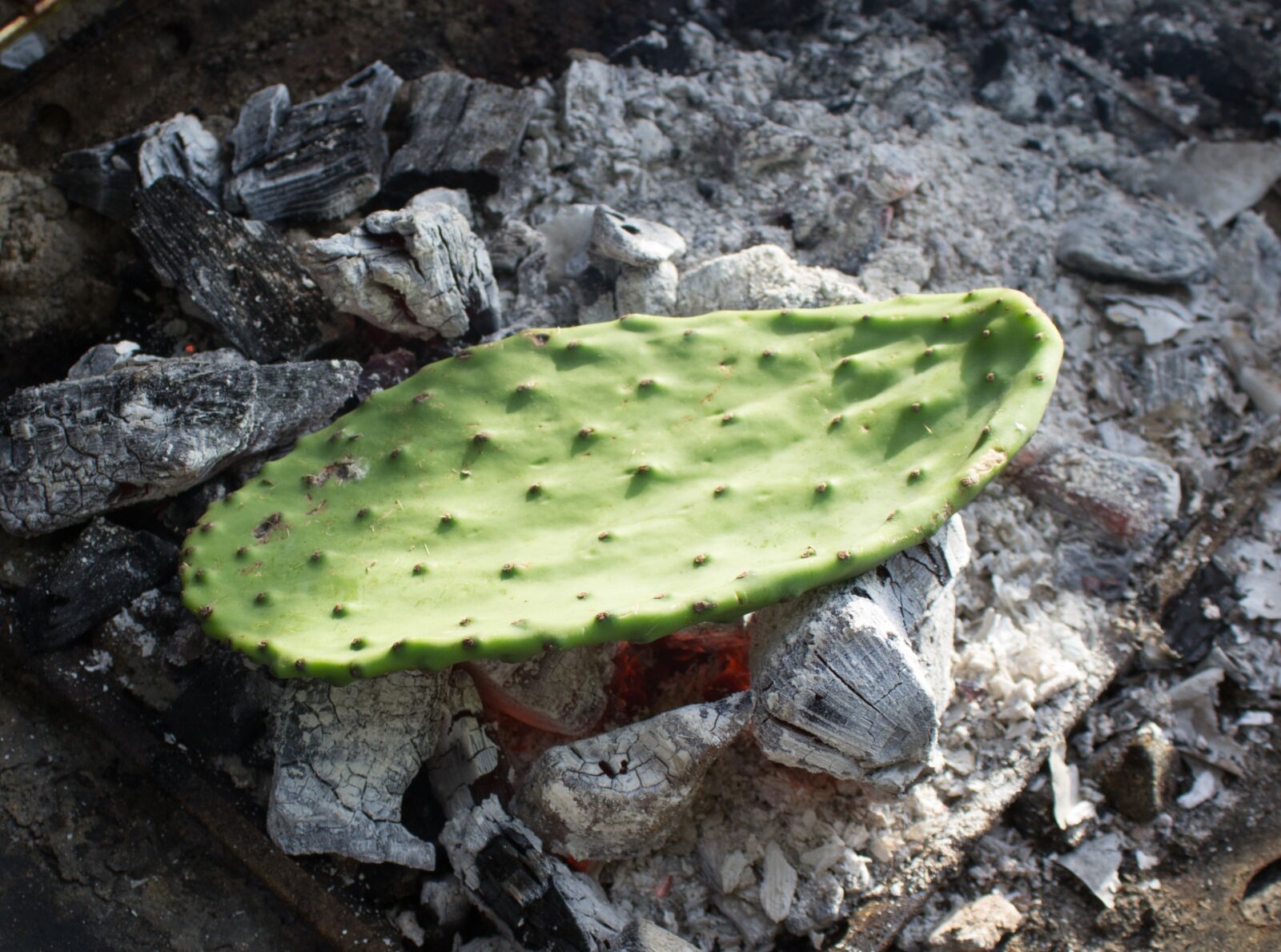 Canon EOS 1200D (EOS Rebel T5 / EOS Kiss X70 / EOS Hi) sample photo. Cactus, prickly pear, leaf photography