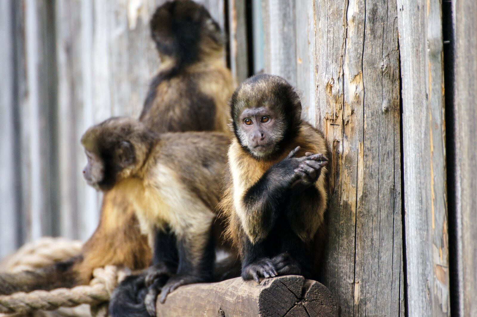Sony SLT-A55 (SLT-A55V) sample photo. Monkey, zoo, sad photography