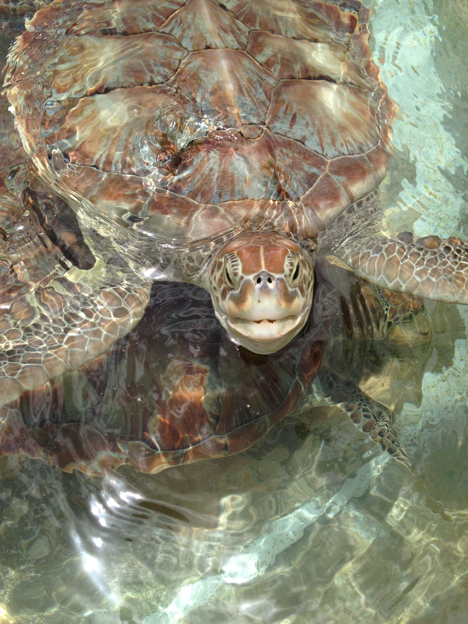 Apple iPhone 5 sample photo. Sea turtles, turtles, nature photography