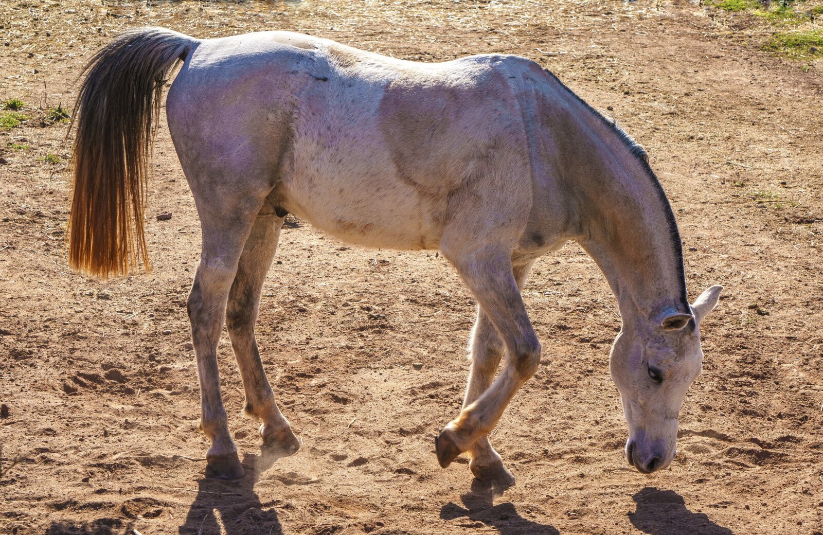 Sony a6000 sample photo. Horse, animal, equine photography